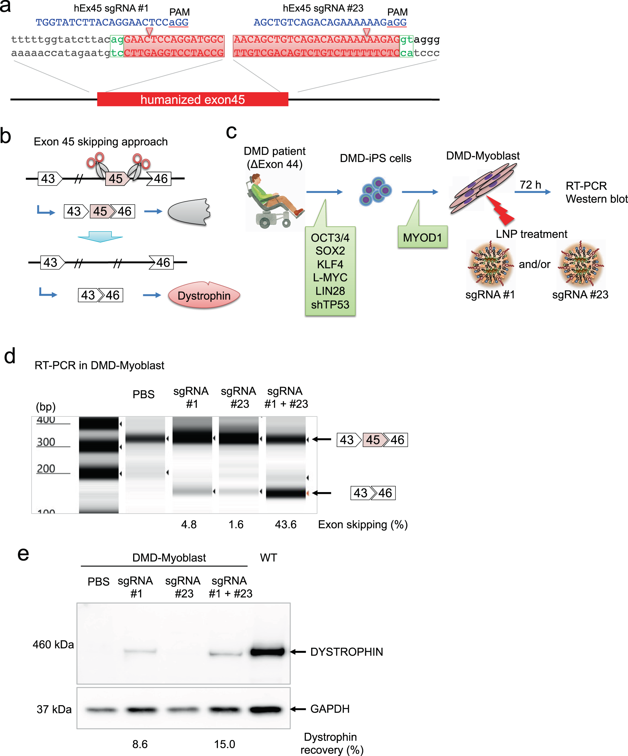 Fig. 2: Exon 45 skipping of human dystrophin using dual sgRNAs in DMD-iPS cells.