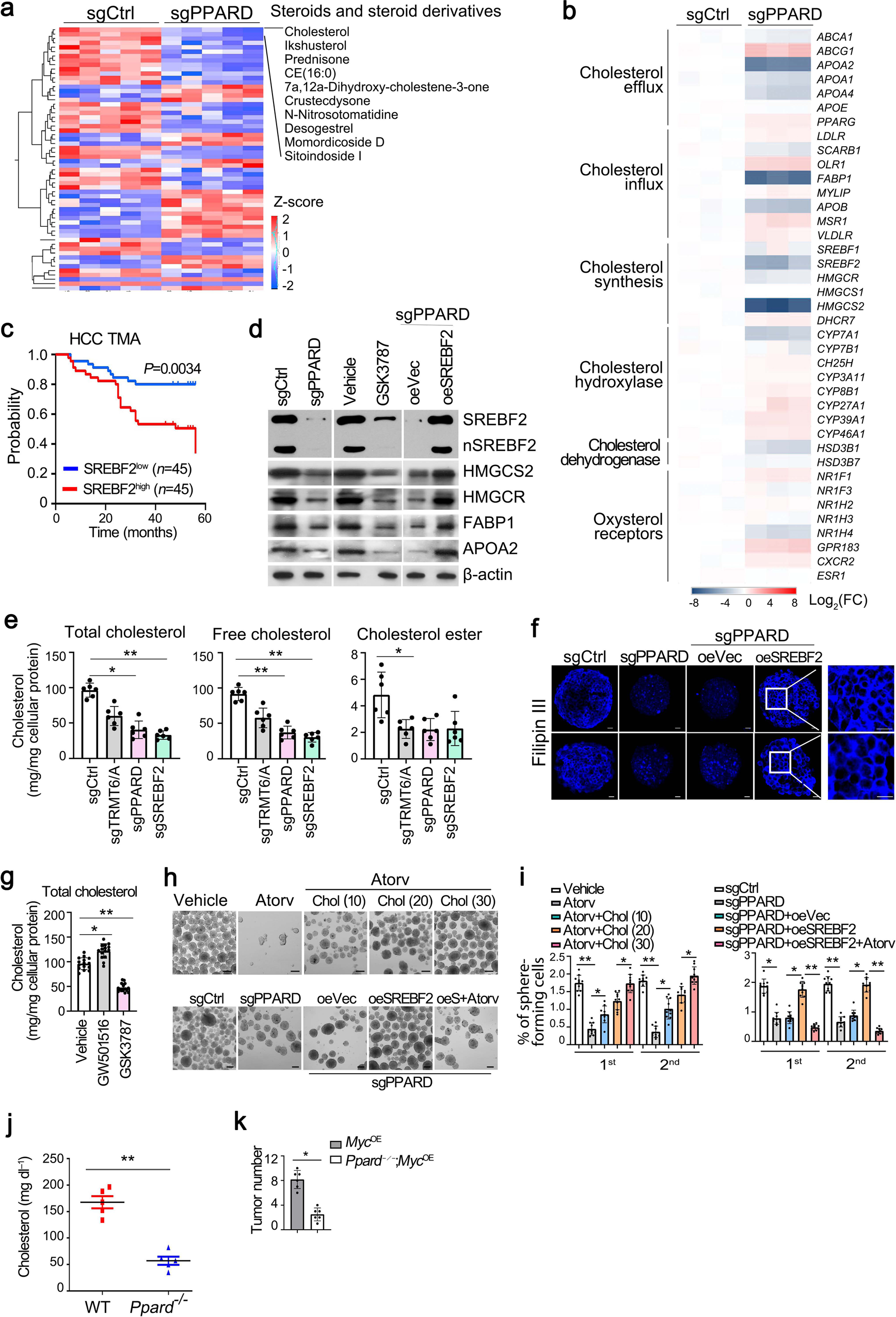 Fig. 4: PPARδ promotes liver CSC self-renewal via enhancing cholesterol synthesis.