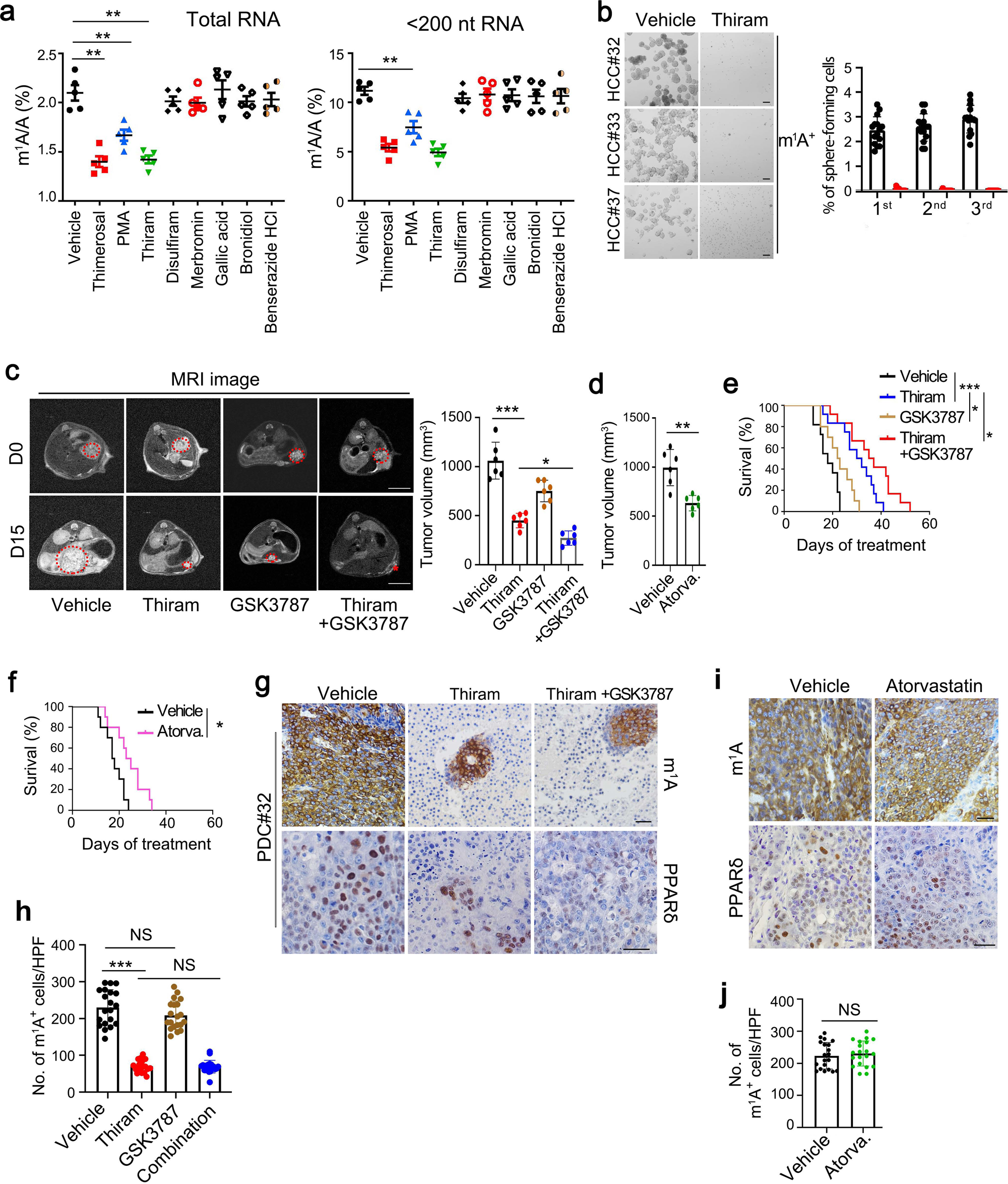 Fig. 7: TRMT6/TRMT61A complex inhibitor thiram suppresses self-renewal of liver CSCs and tumor growth.