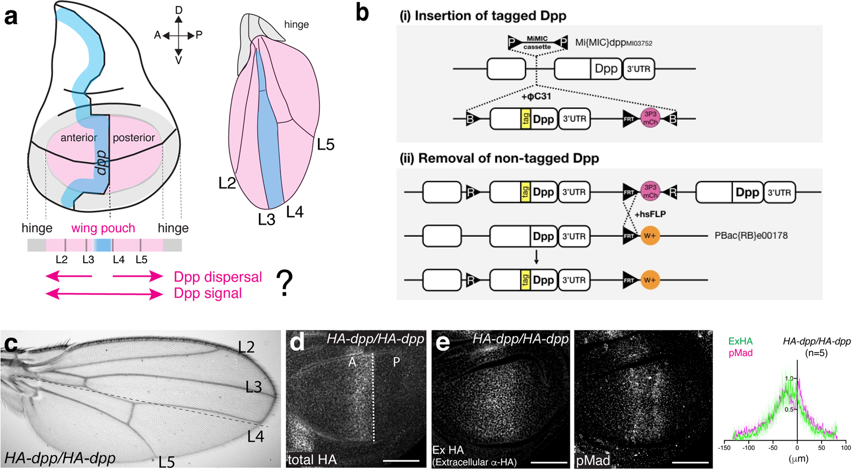 Fig. 1: Generation of a functional HA-dpp allele.