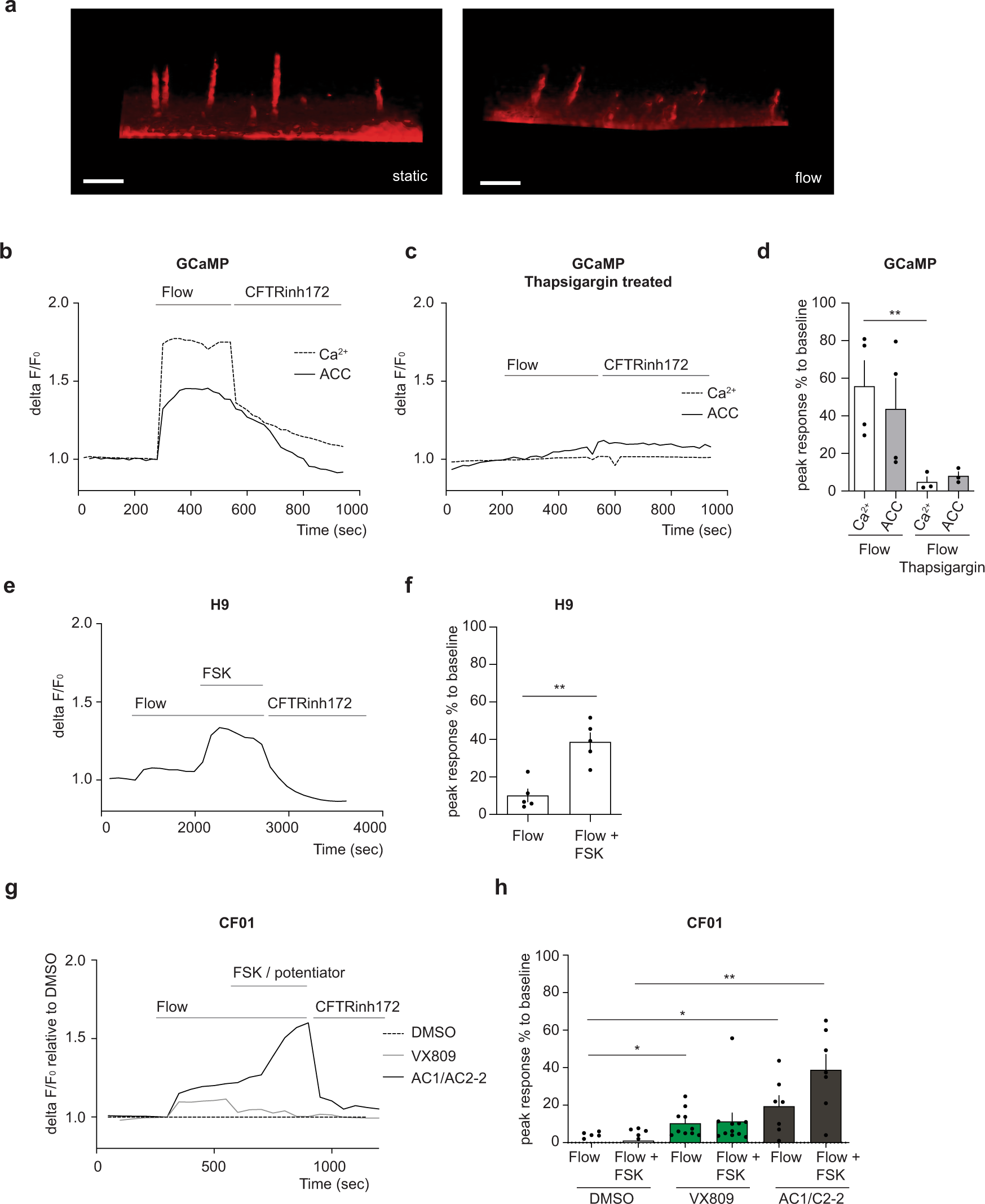 Fig. 7: CFTR function in ciliated hPSC-derived cholangiocyte in response to flow.