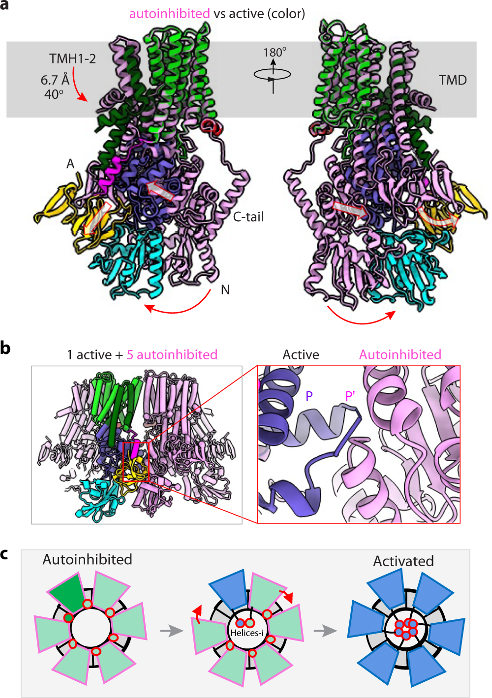 Fig. 4: The cooperative model of the Pma1 hexamer.
