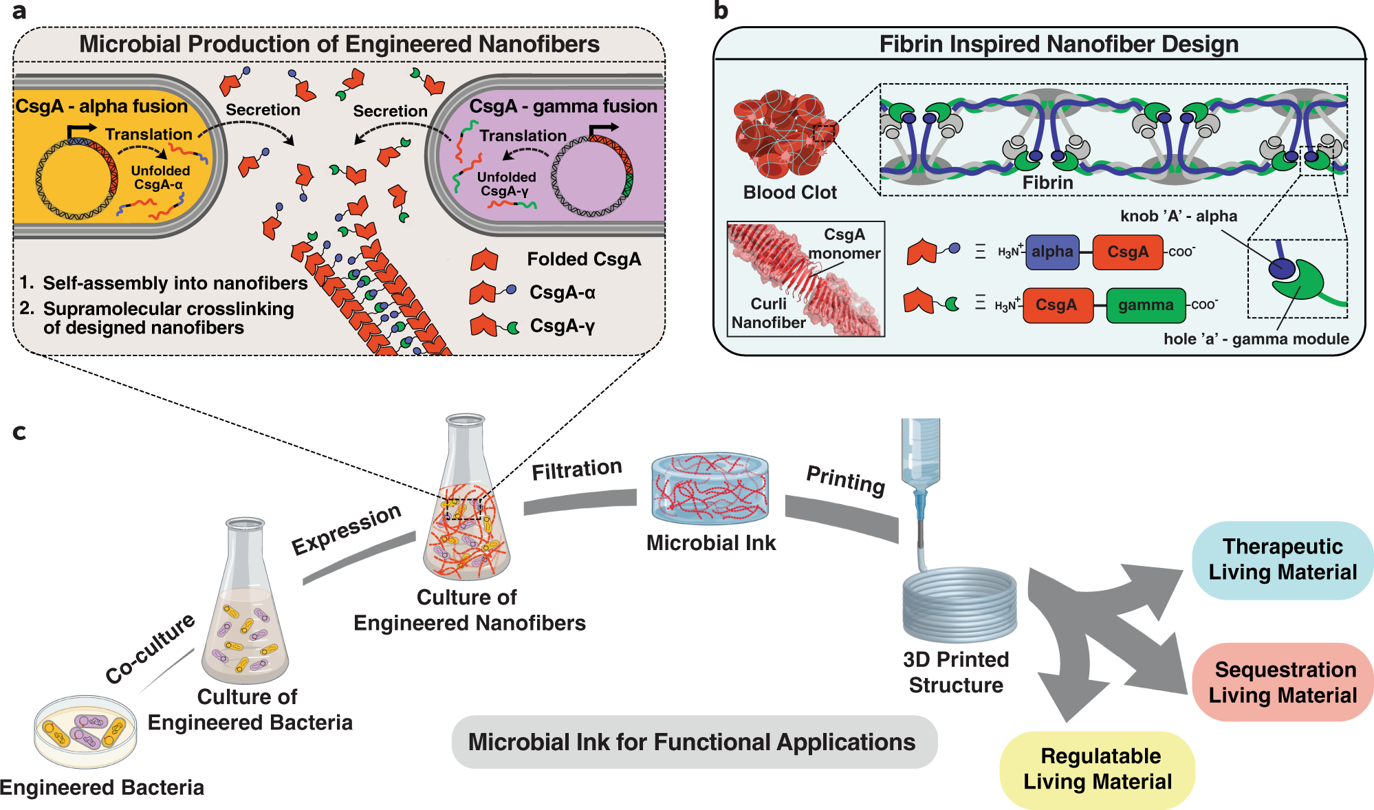 Programmable microbial ink for 3D printing of living materials produced genetically engineered | Nature Communications