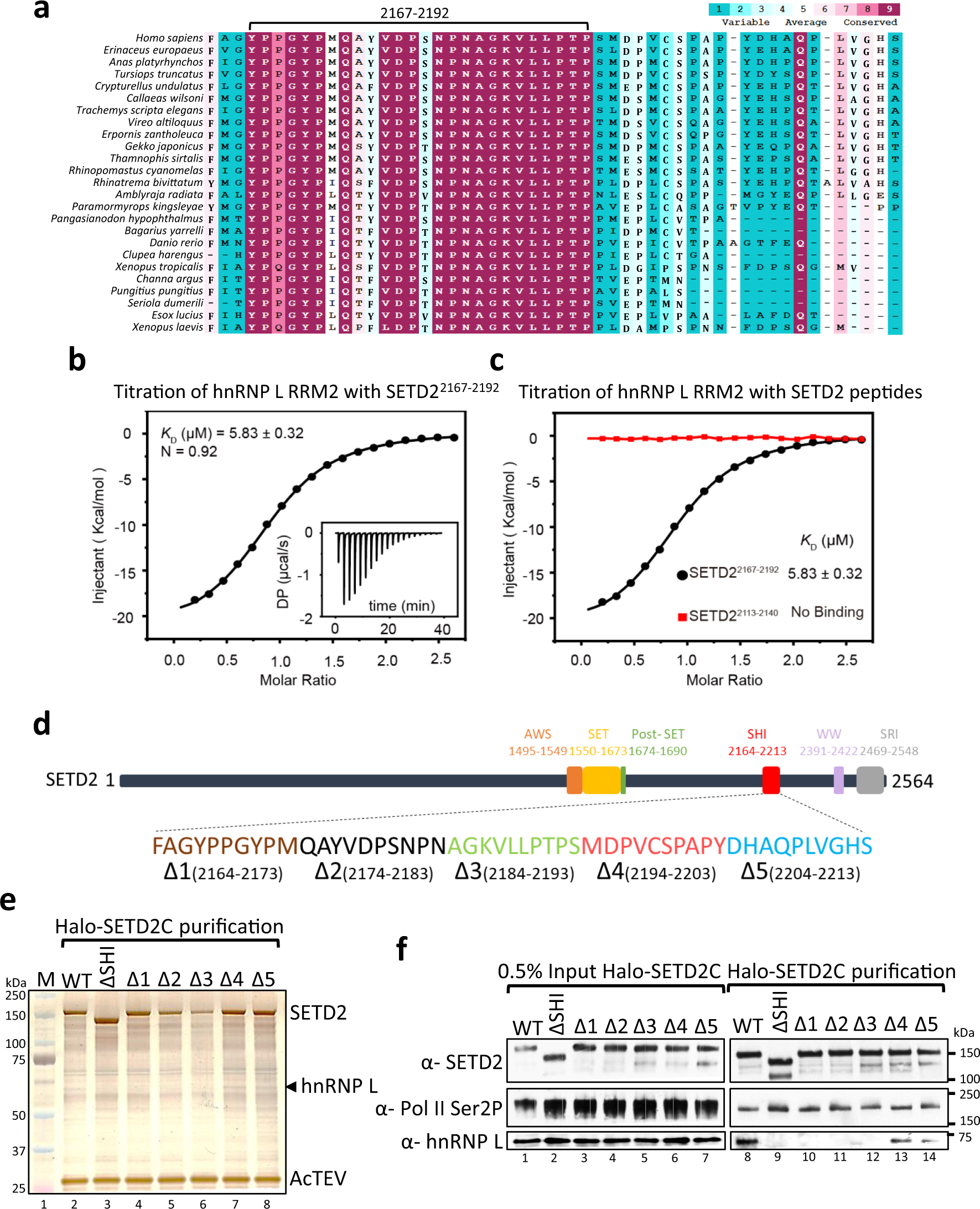Fig. 1: A conserved stretch in SETD2 is responsible for its interaction with hnRNP L.