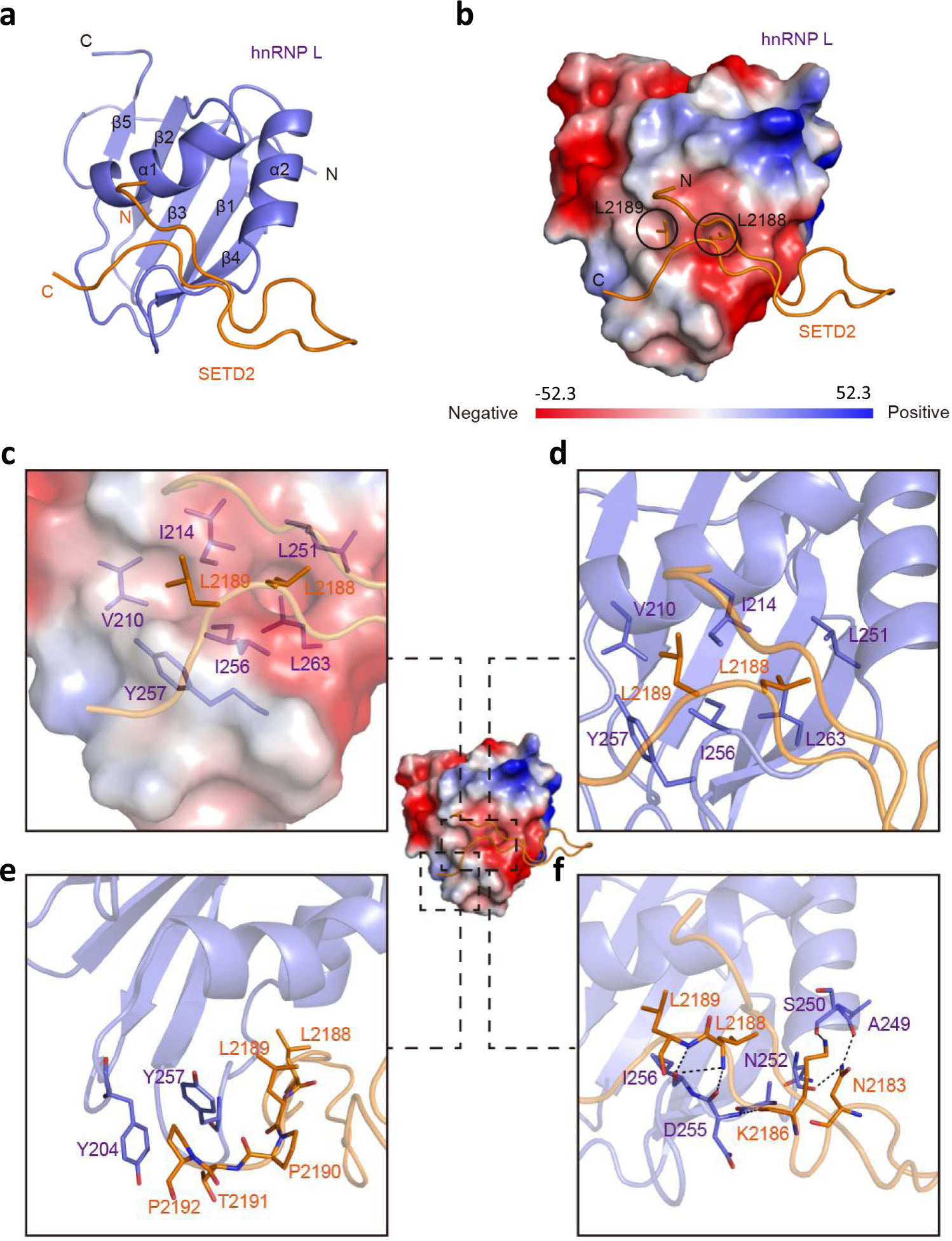 Fig. 2: The crystal structure reveals the molecular basis of hnRNP L-SETD2 interaction.