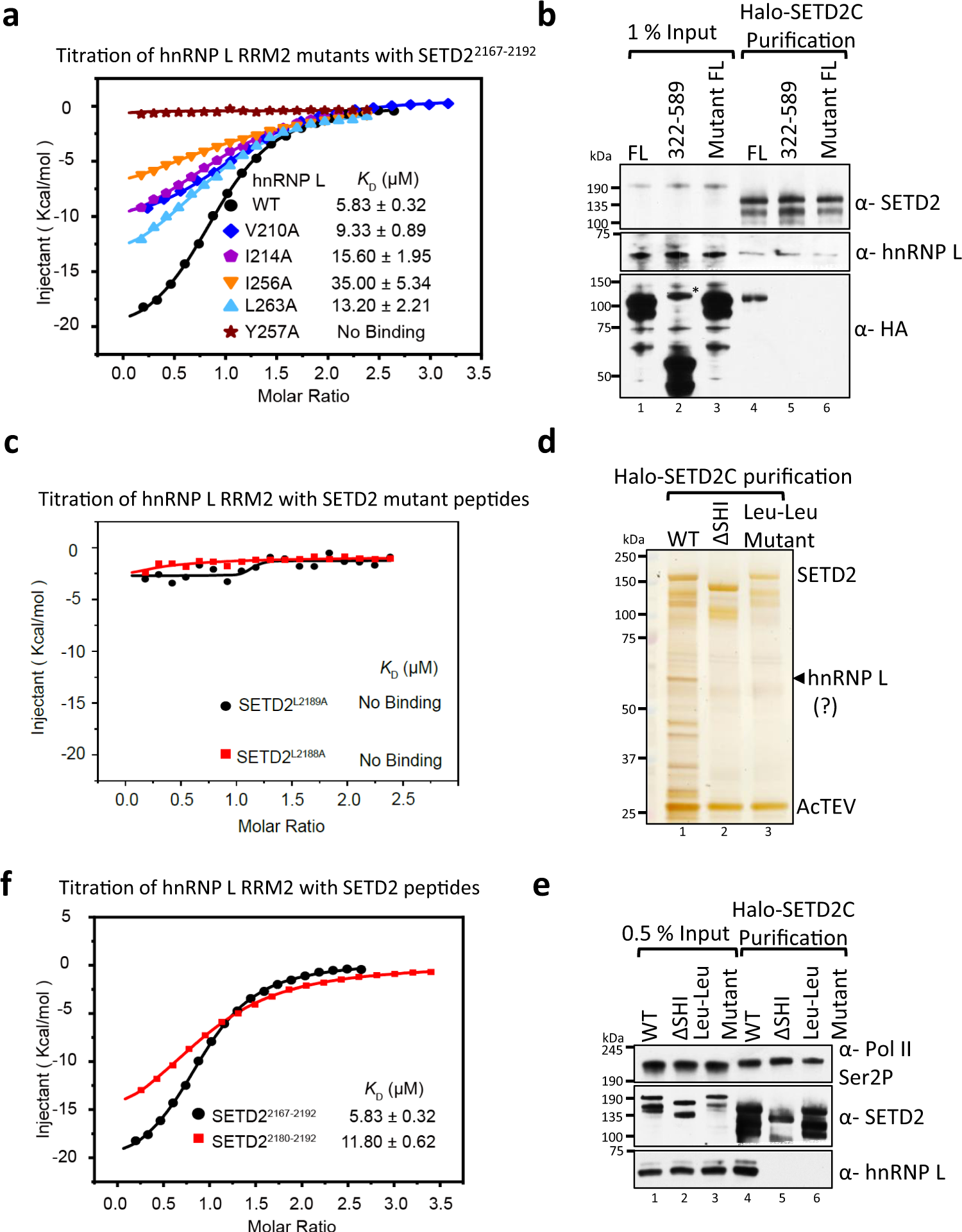 Fig. 5: Mutating key residues in hnRNP L and SETD2 disrupts their in vitro and in vivo binding.