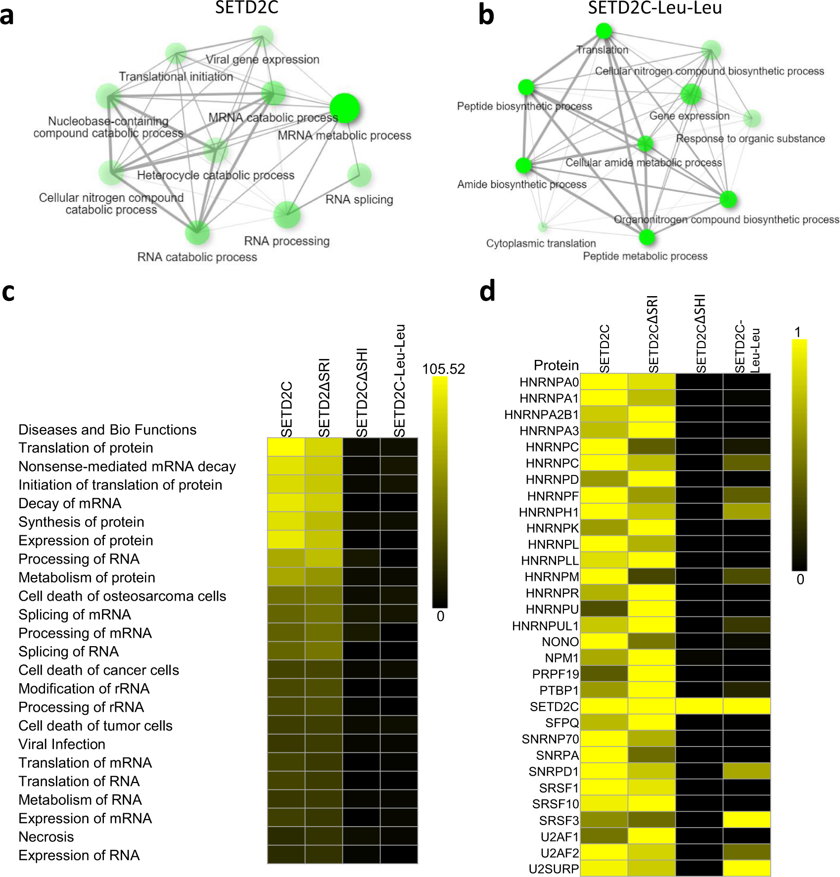 Fig. 7: Mutating Leu–Leu in the SHI domain results in decreased interaction of SETD2 with RNA-binding proteins.