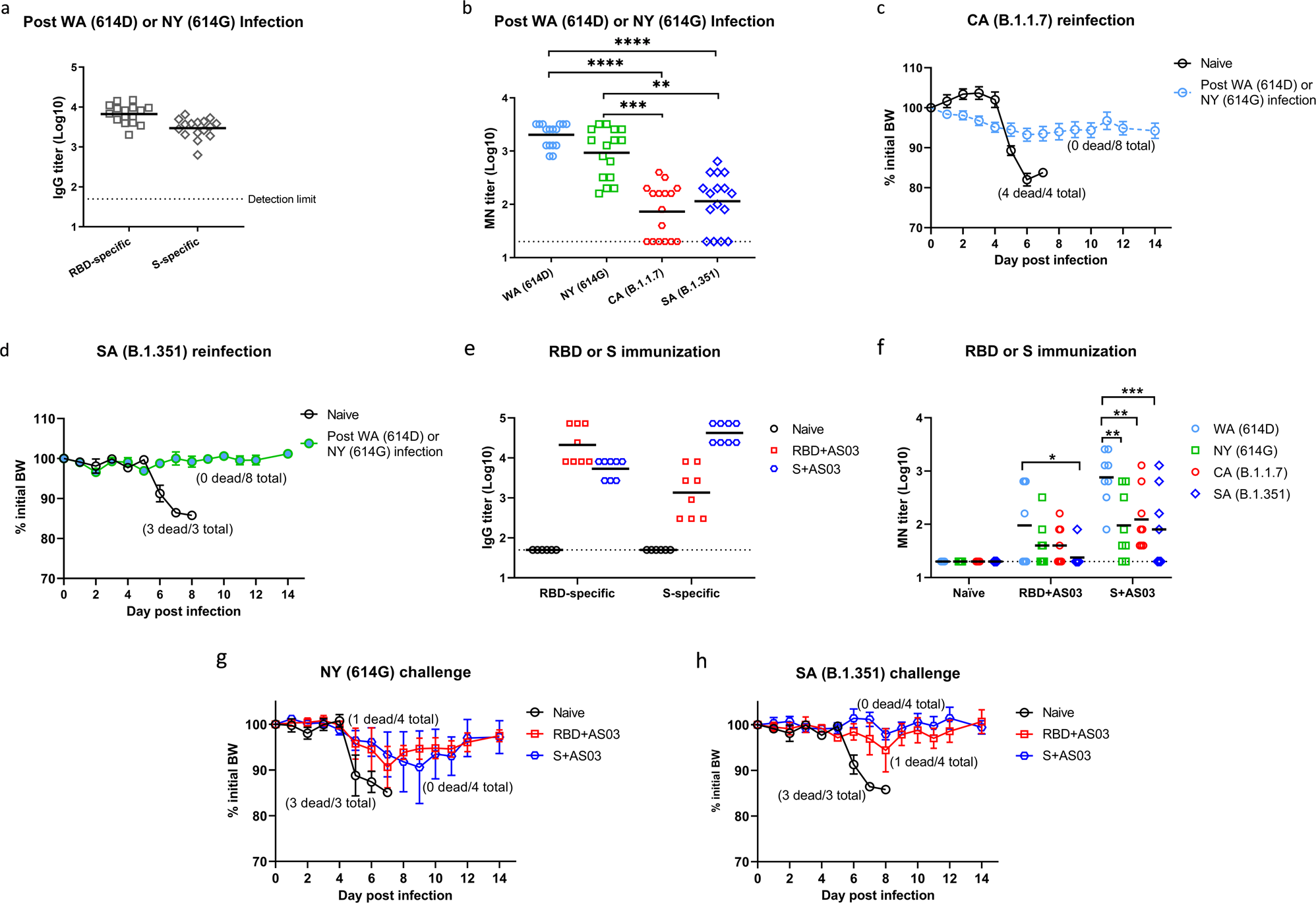 Fig. 9: Antibody responses, morbidity and mortality following reinfection or challenge of SARS-CoV-2 SA variant.