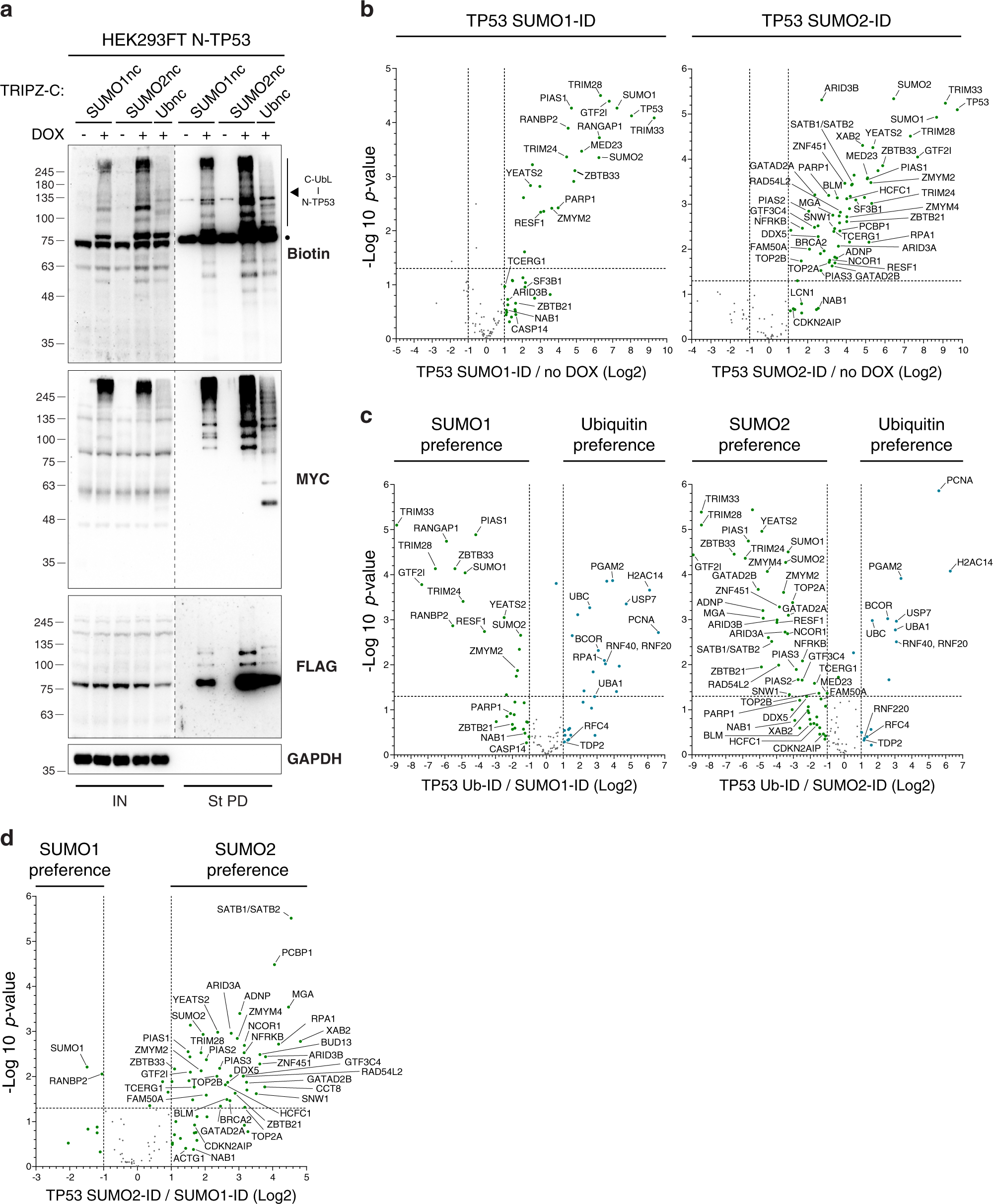 Fig. 9: SUMO-ID identifies UbL and SUMO-paralogue preferential interactors of TP53.