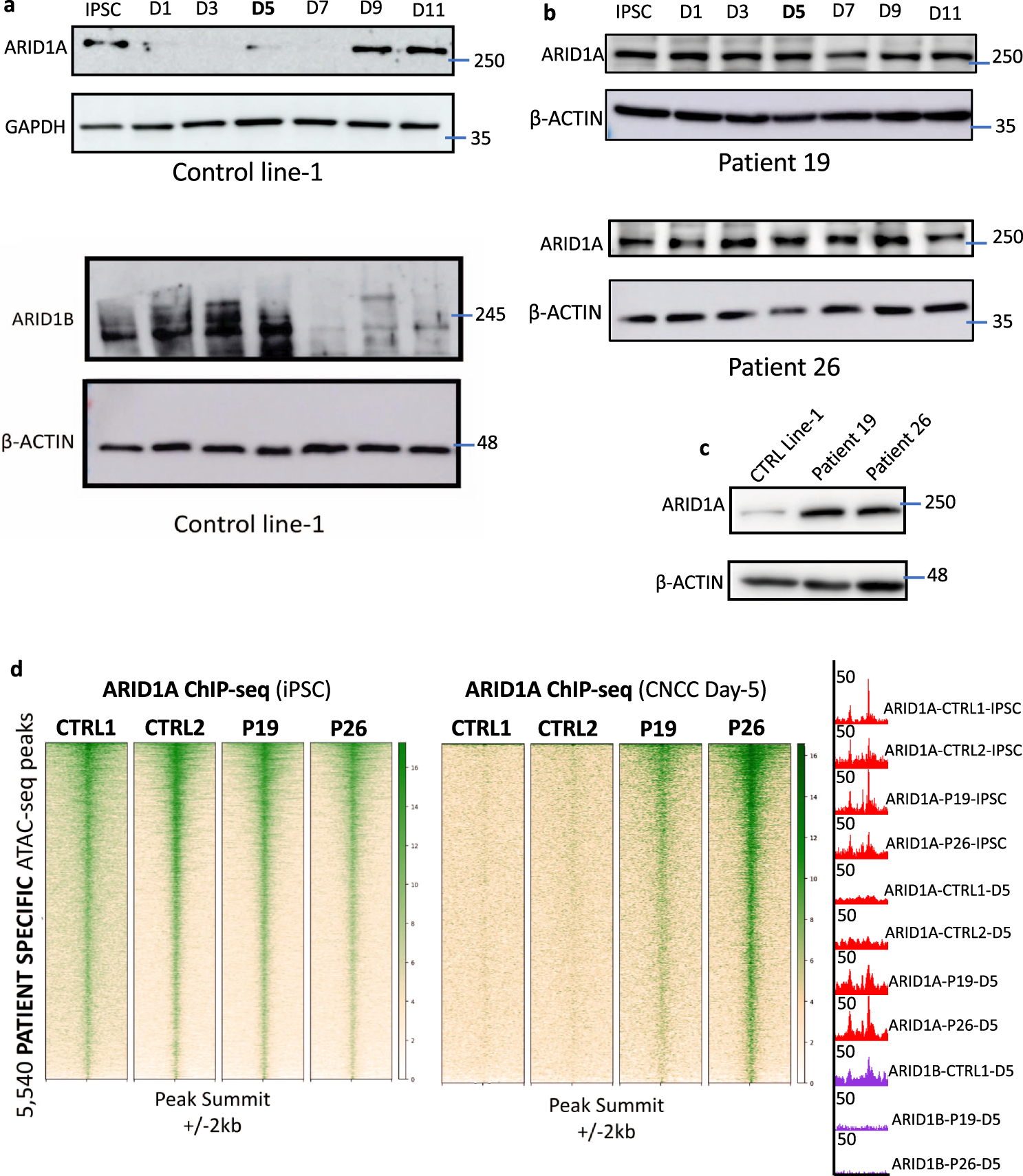 Fig. 7: A switch between ARID1A-BAF and ARID1B-BAF is required for a successful exit from pluripotency.
