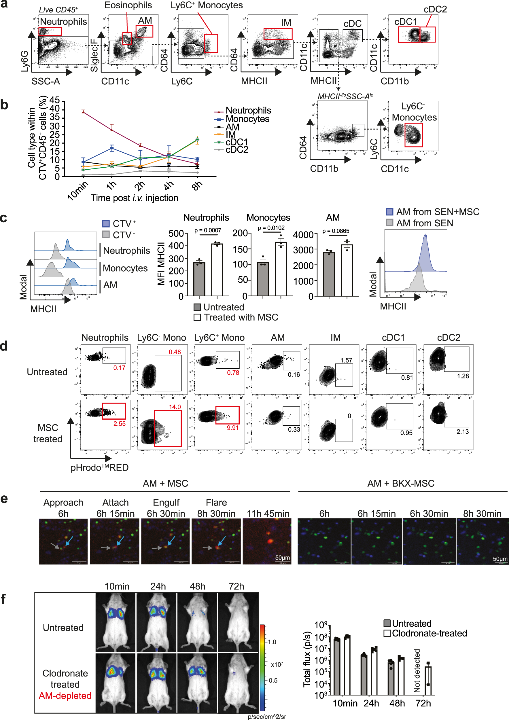 Fig. 5: MSCs are taken up by phagocytic cells in the lungs.