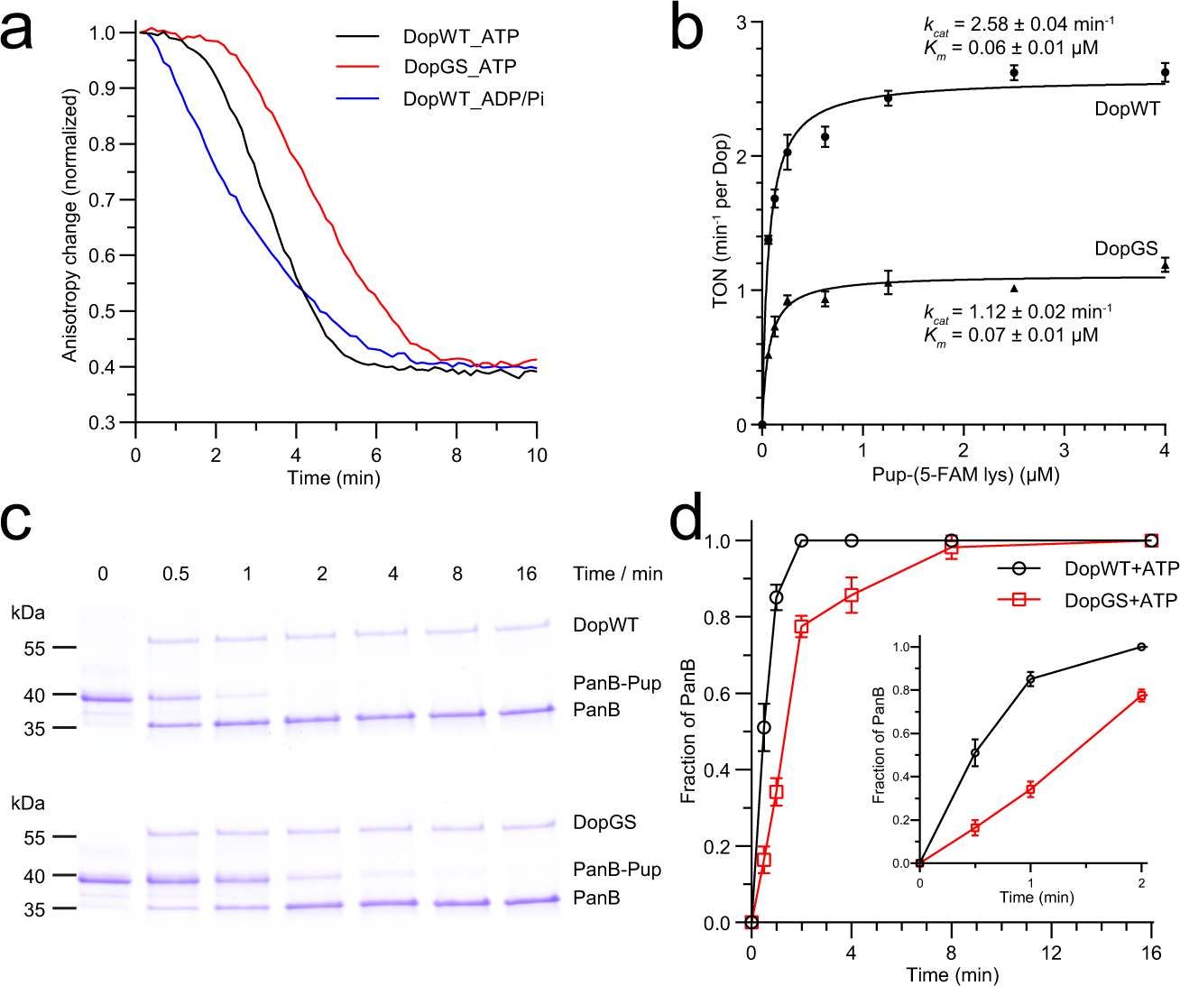 Fig. 3: ATP hydrolysis of Dop is allosterically influenced by the Dop-loop.