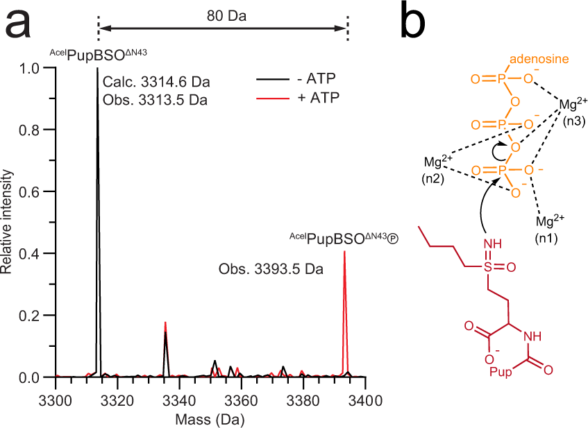 Fig. 4: Dop phosphorylates a Pup derivative carrying a C-terminal buthionine sulfoximine (BSO).
