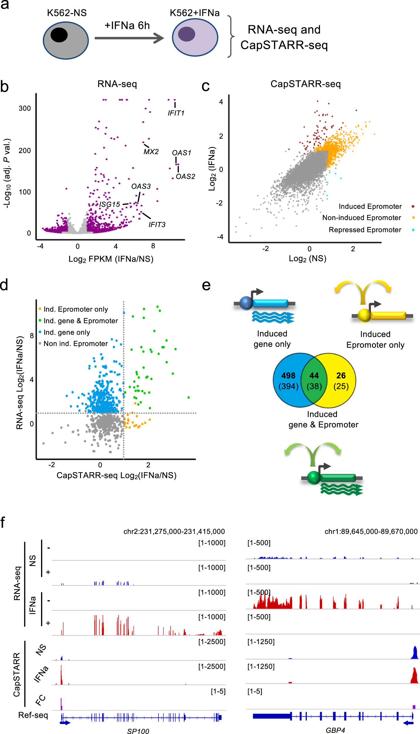 Fig. 1: Comparison of RNA-seq and CapSTARR-seq in non-stimulated and IFNa-stimulated K562 cells.