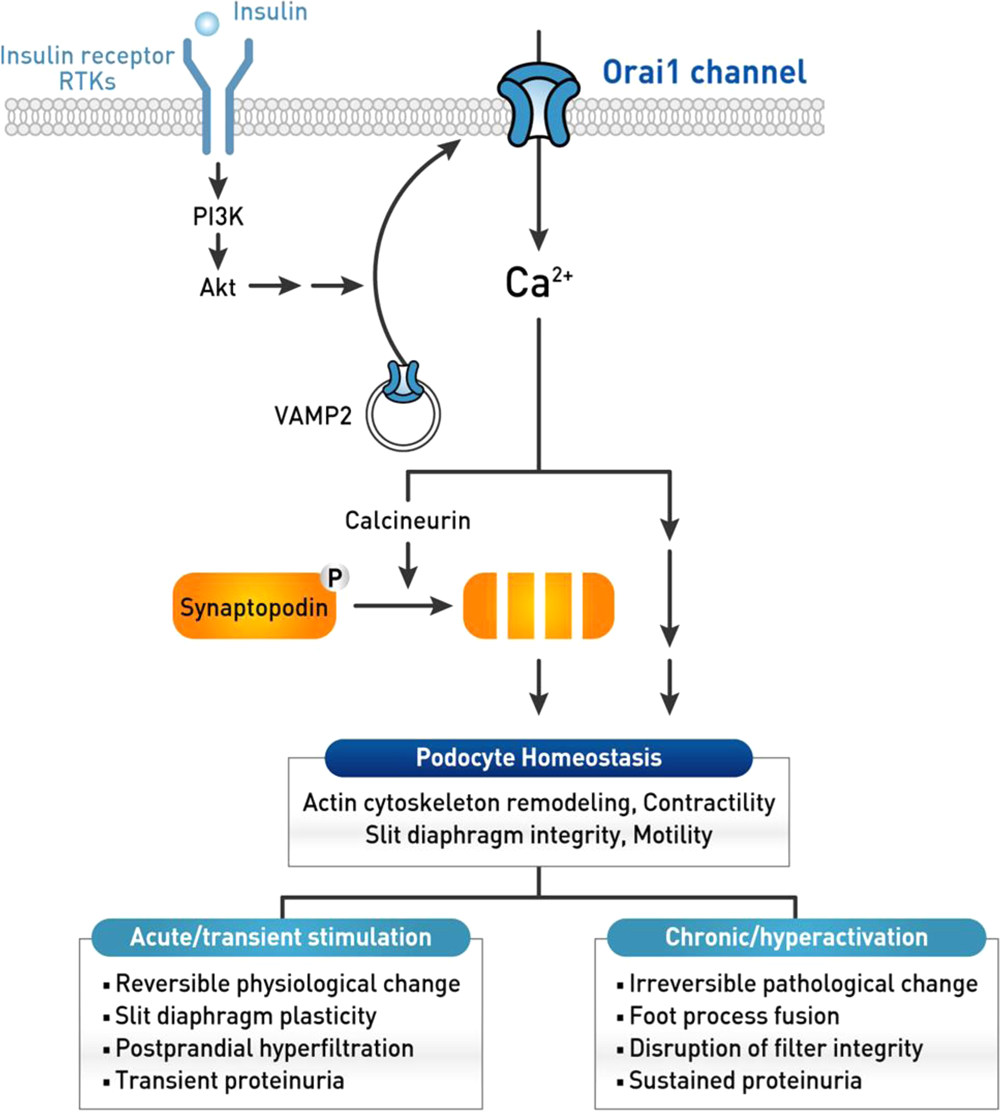 Fig. 7: Working model of the effect of insulin signaling on podocyte homeostasis by the targeting of podocyte Orai1.
