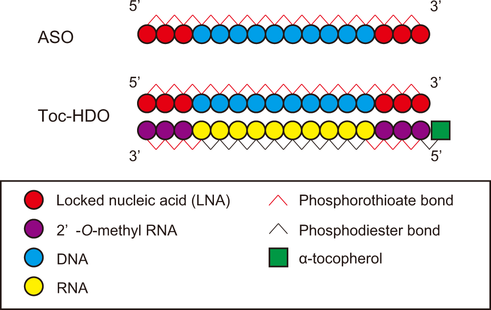 DNA/RNA heteroduplex oligonucleotide technology for regulating lymphocytes  in vivo | Nature Communications