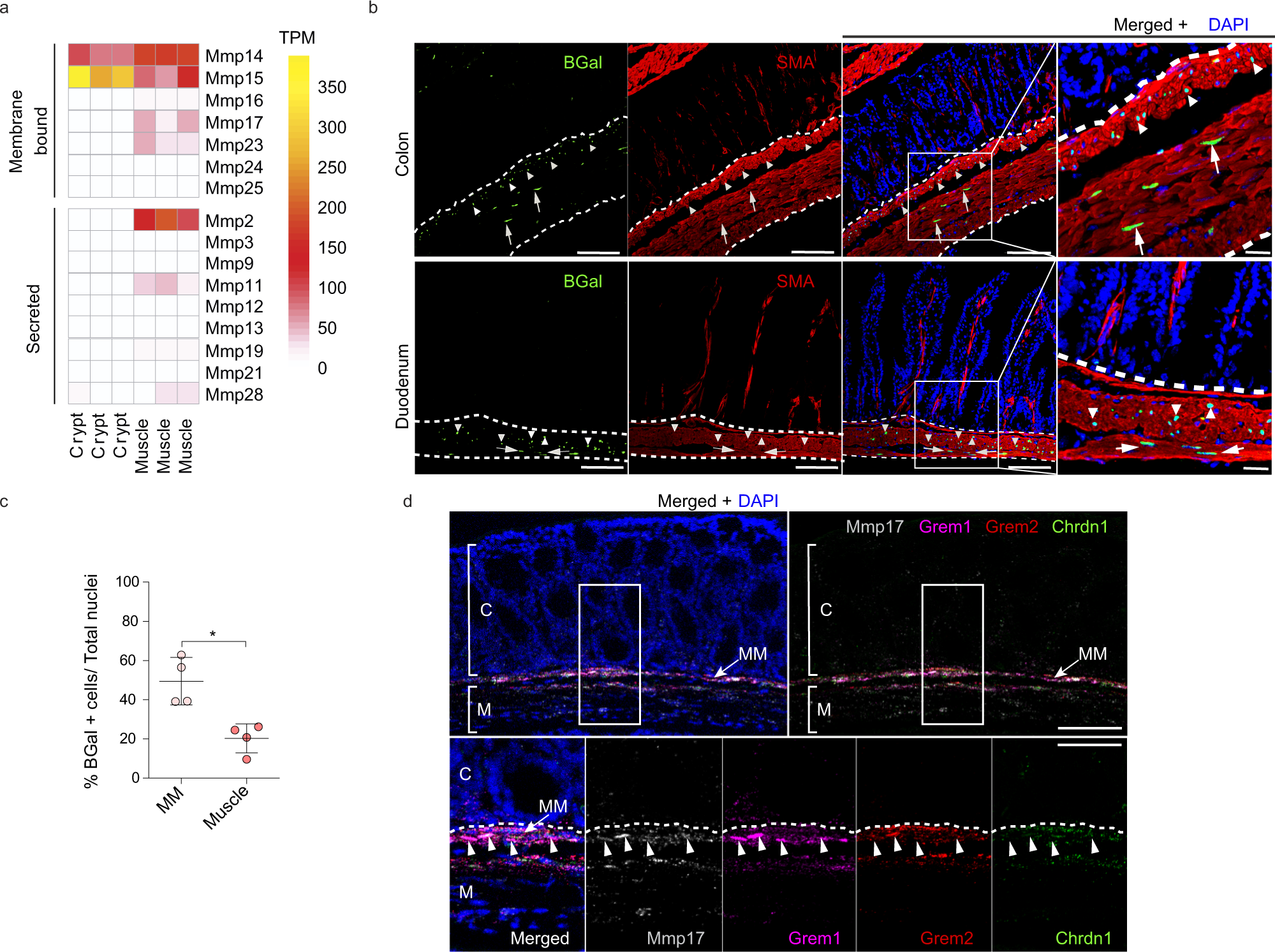 Fig. 2: Muscle-specific matrix metalloproteinase Mmp17 is enriched in the muscularis mucosa together with BMP antagonists expressing cells.