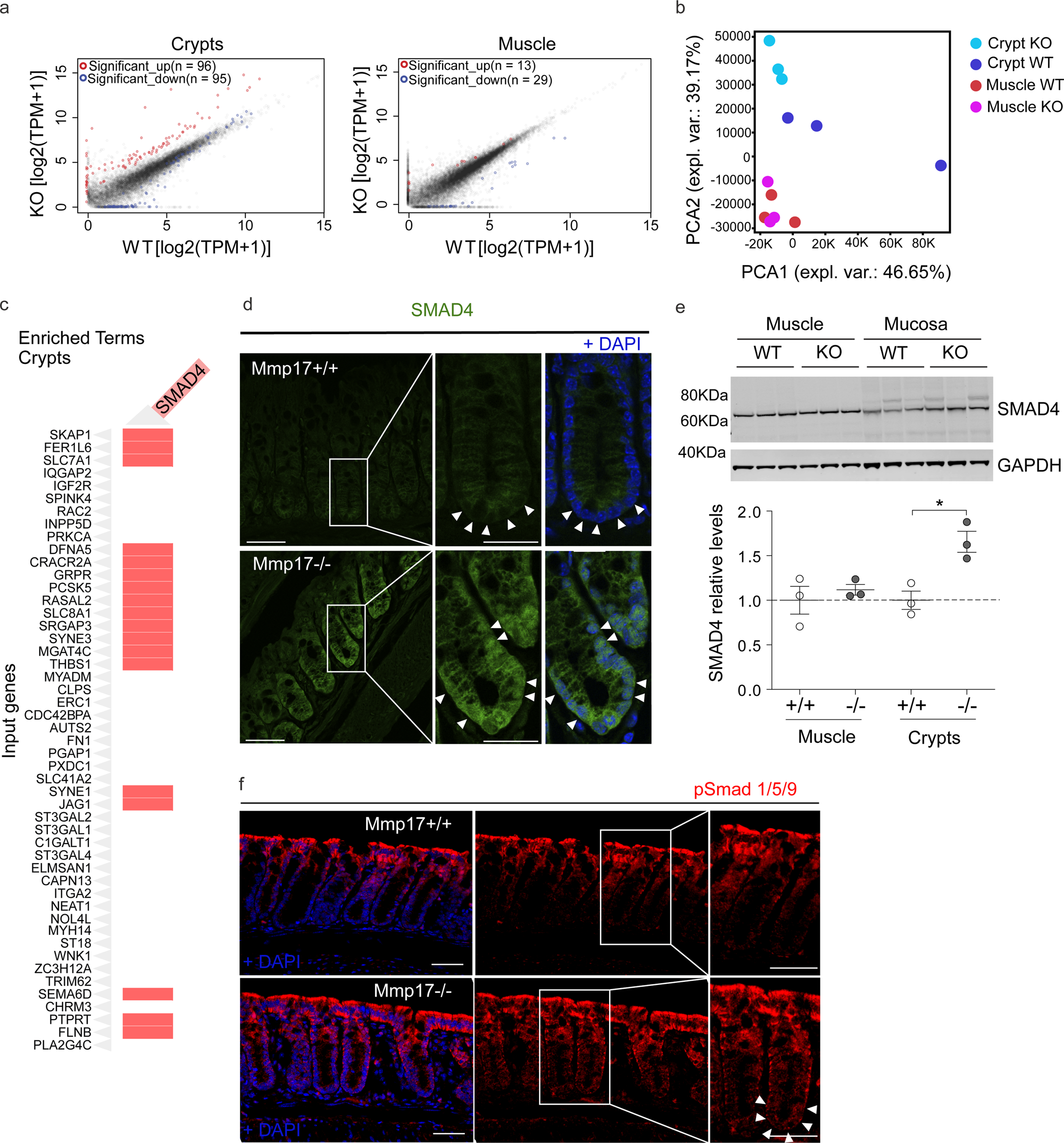 Fig. 3: Muscle Mmp17 regulates crypts BMP signaling.