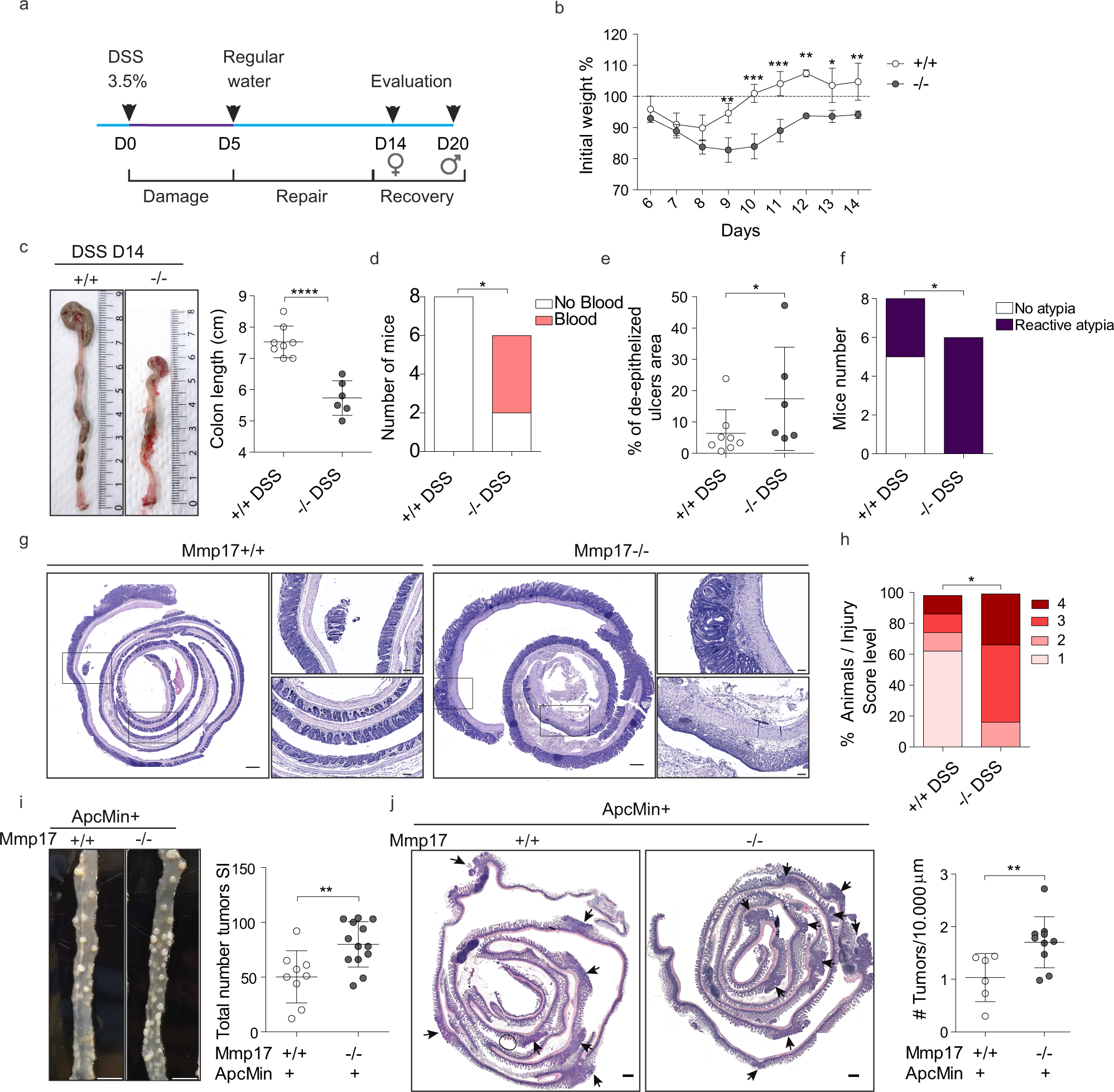 Fig. 6: MMP17 absence hinders long-term repair in mouse intestinal epithelia and leads to increased tumorigenesis.