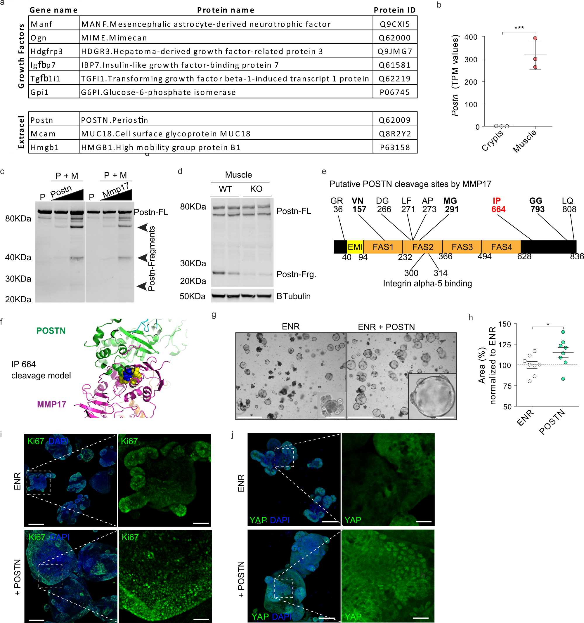 Fig. 8: Identification of smooth muscle-derived factor PERIOSTIN as an in vivo and in vitro substrate for MMP17.