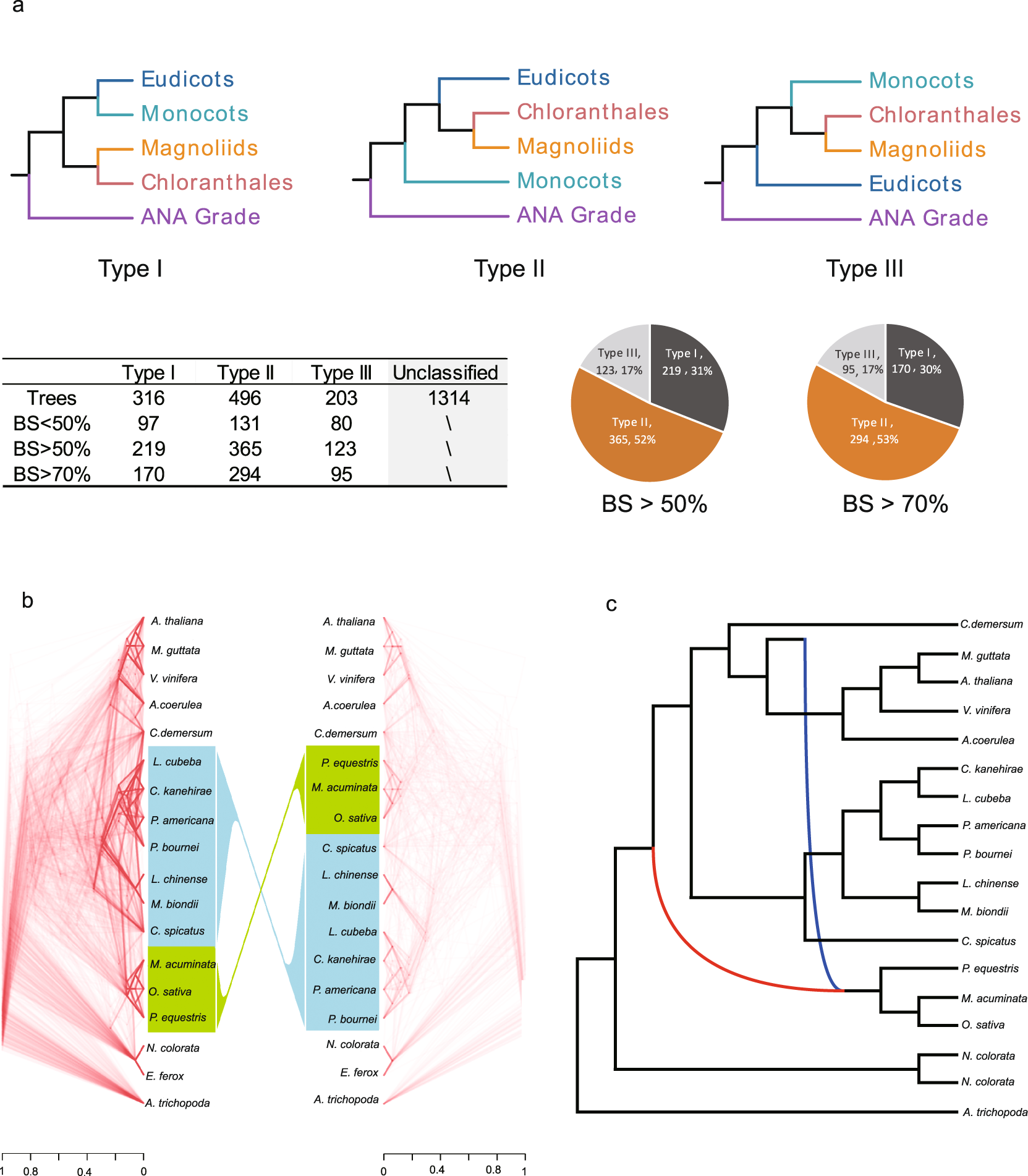 Fig. 3: Gene tree discordances among the five major groups of Mesangiospermae.