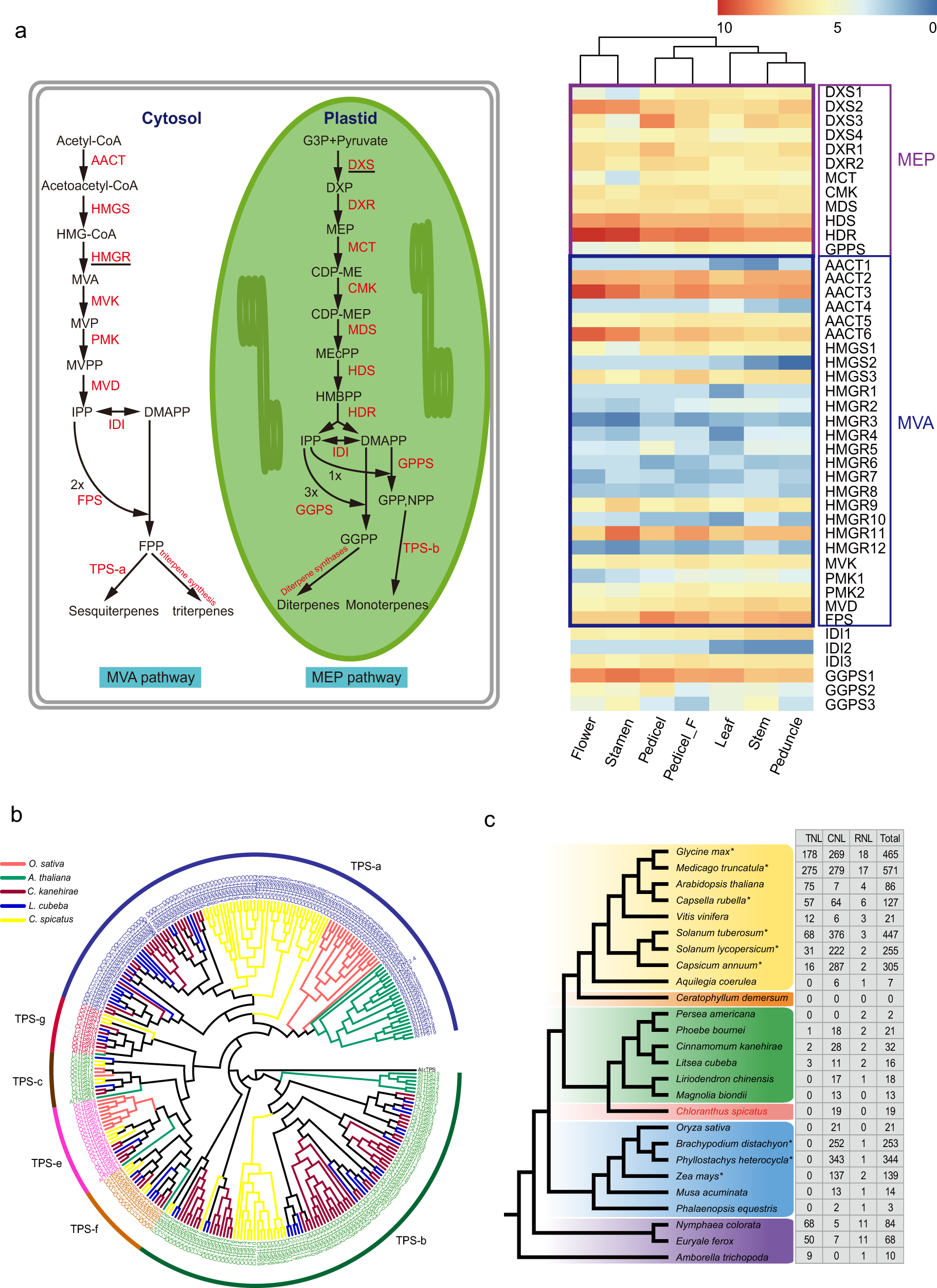 Fig. 4: Evolution and expansion of terpene synthase genes and contraction of R genes in Chloranthales.