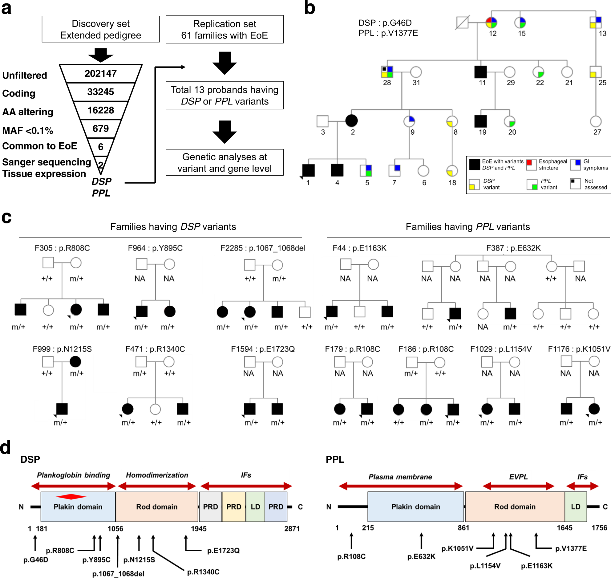 Fig. 1: Identification of DSP and PPL variants by whole-exome sequencing.