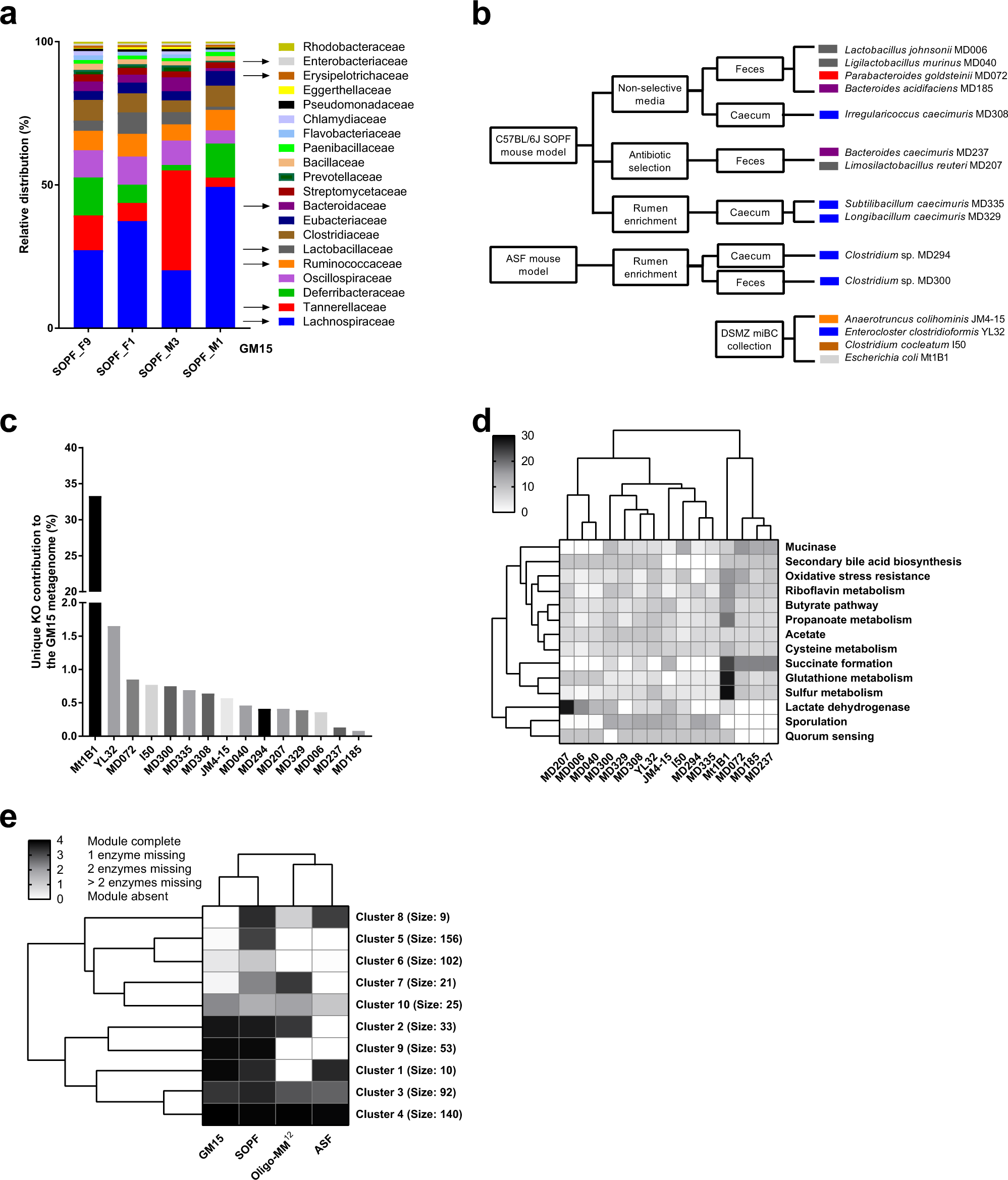 A standardized gnotobiotic mouse model harboring a minimal 15-member mouse  gut microbiota recapitulates SOPF/SPF phenotypes | Nature Communications