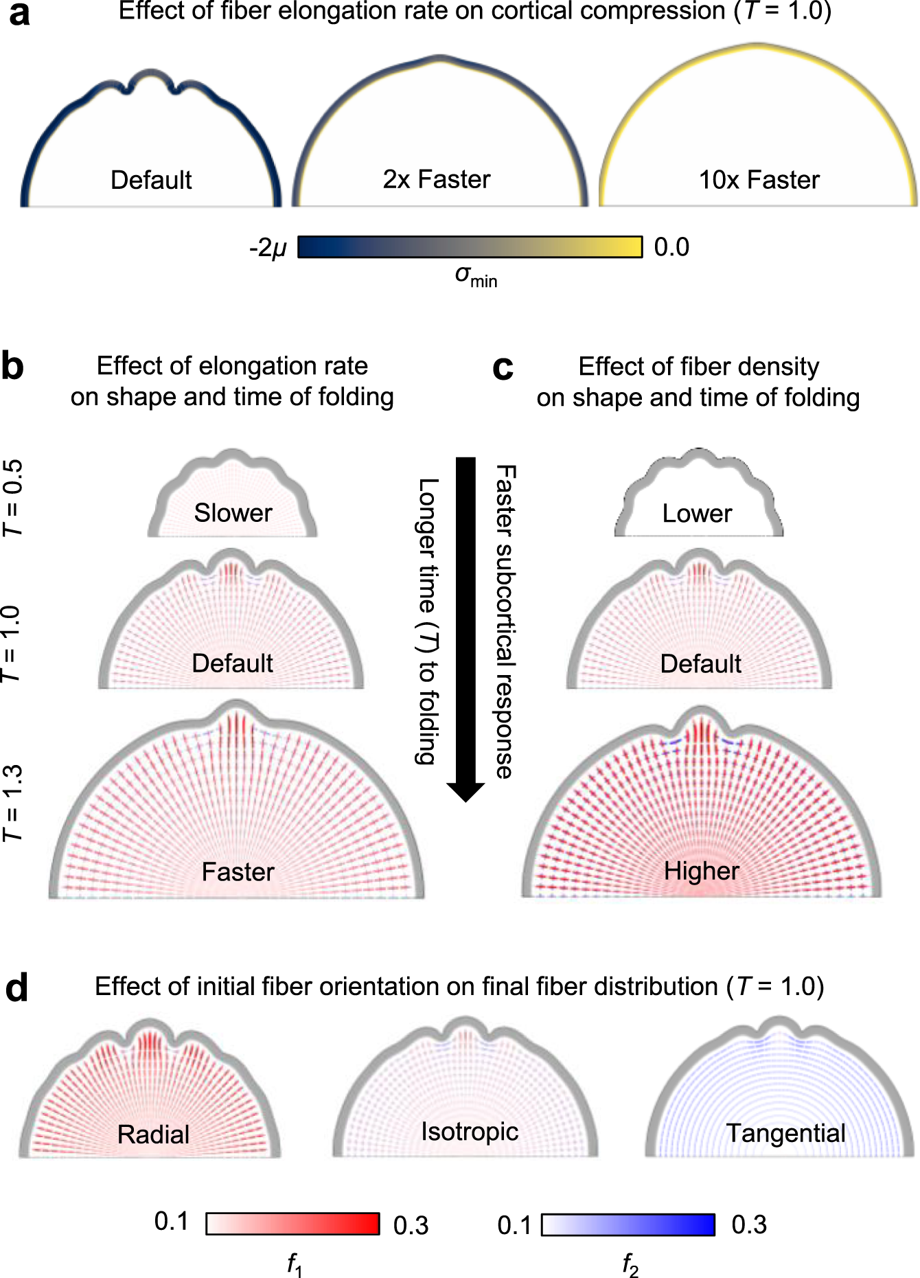 Fig. 3: Effect of initial fiber properties on cortical folding and final fiber organization.