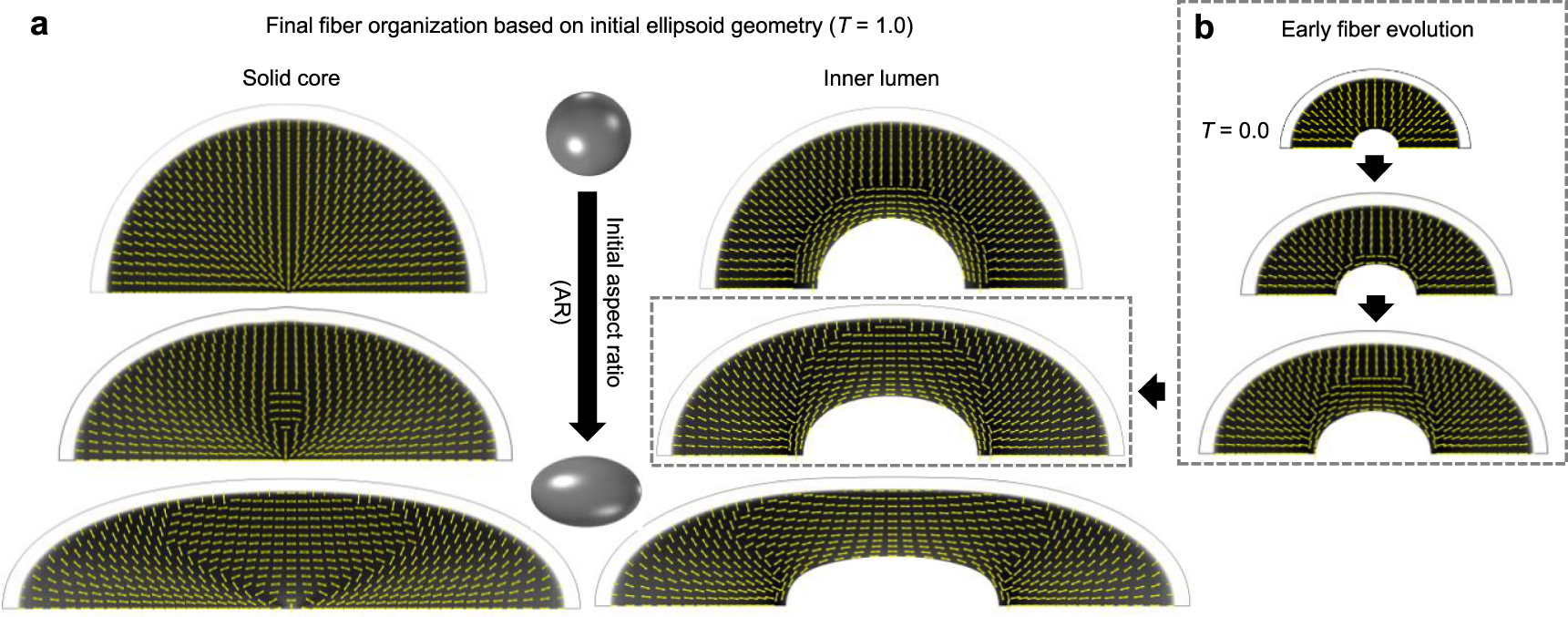 Fig. 6: Geometric factors induce reorganization of deeper subcortical layers.