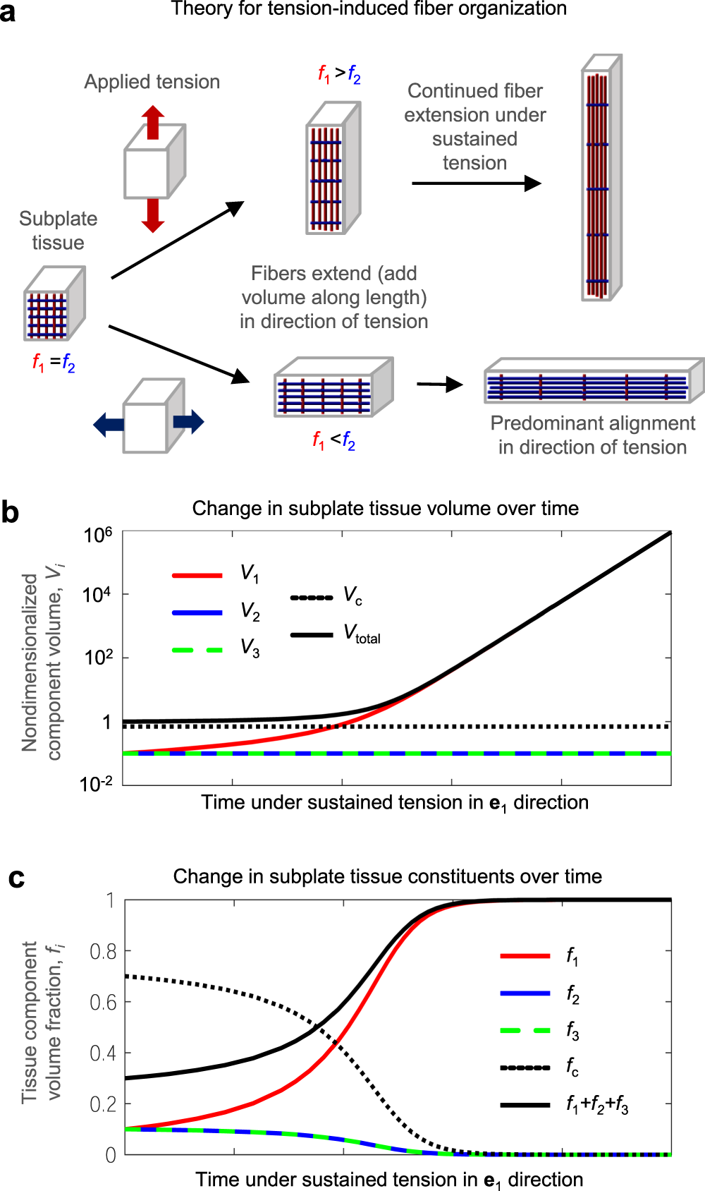 Fig. 8: Theoretical growth and remodeling in response to sustained tension.