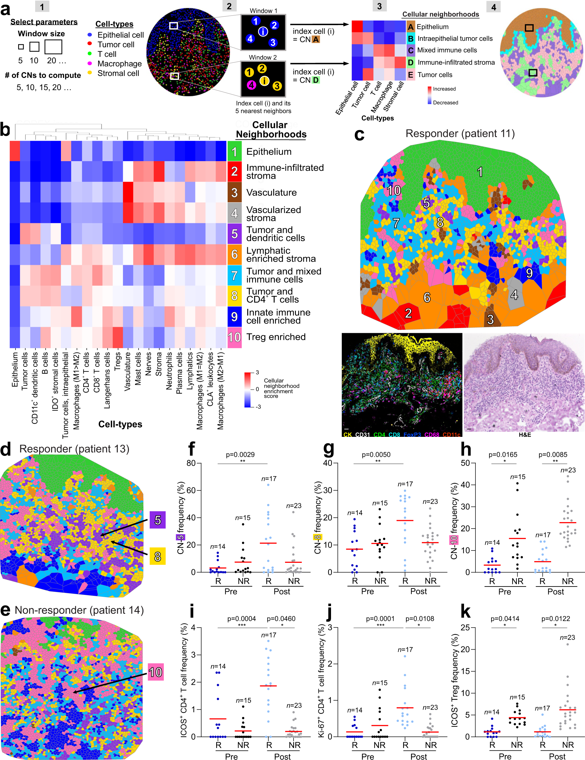 Fig. 3: Cellular neighborhoods reveal differences in the spatial TME organization in responders and nonresponders.