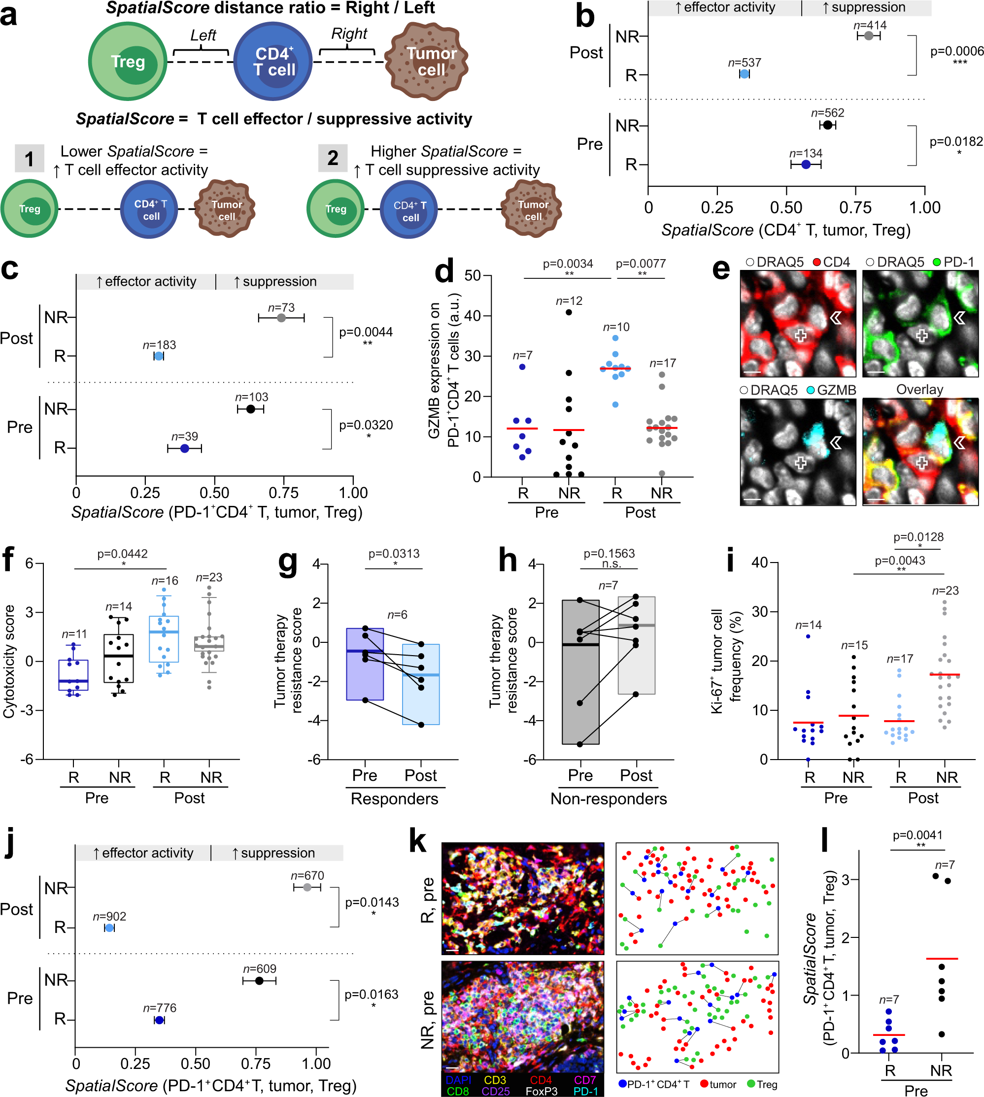 Fig. 4: Spatial relationship between CD4+ T cells, Tregs and tumor cells predicts pembrolizumab response in CTCL.