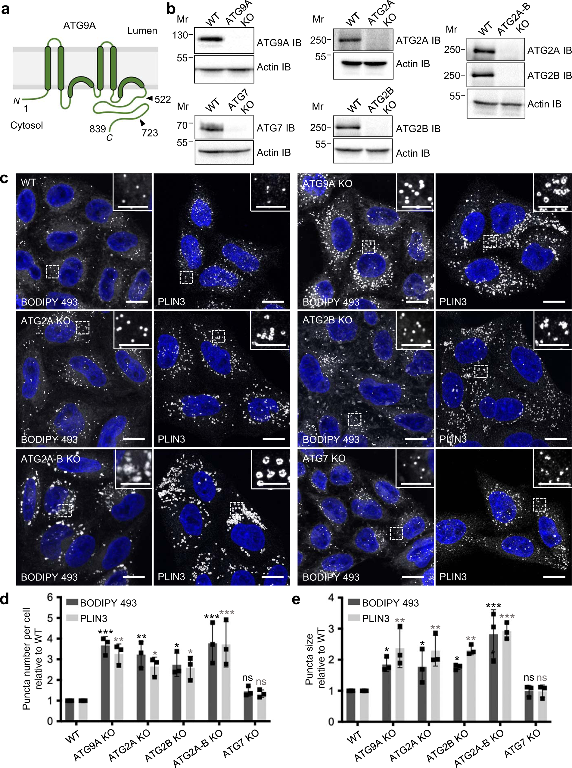 The Autophagy Protein Atg9a Enables Lipid Mobilization From Lipid Droplets Nature Communications