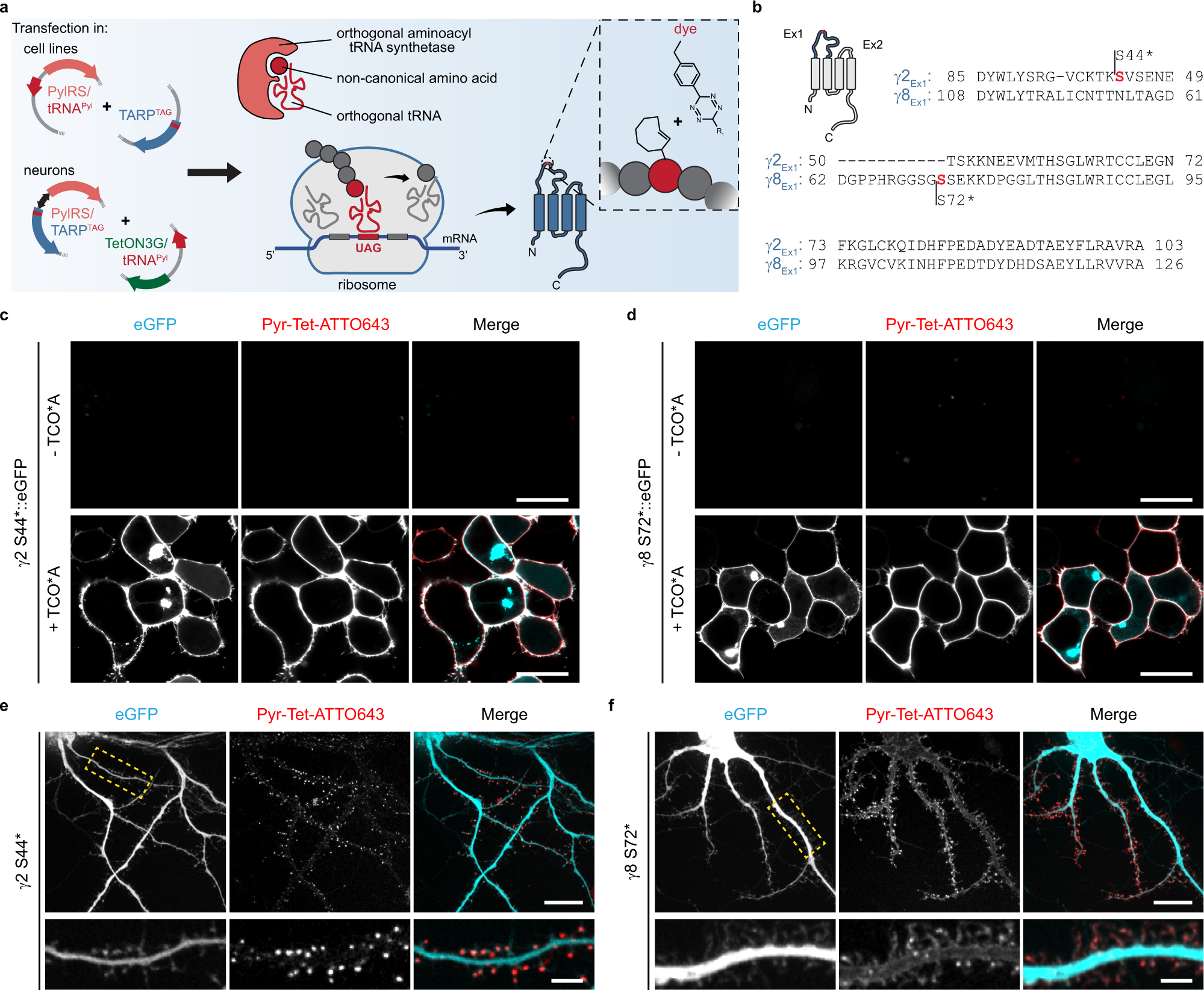 Chemical Tags for Labeling Proteins Inside Living Cells