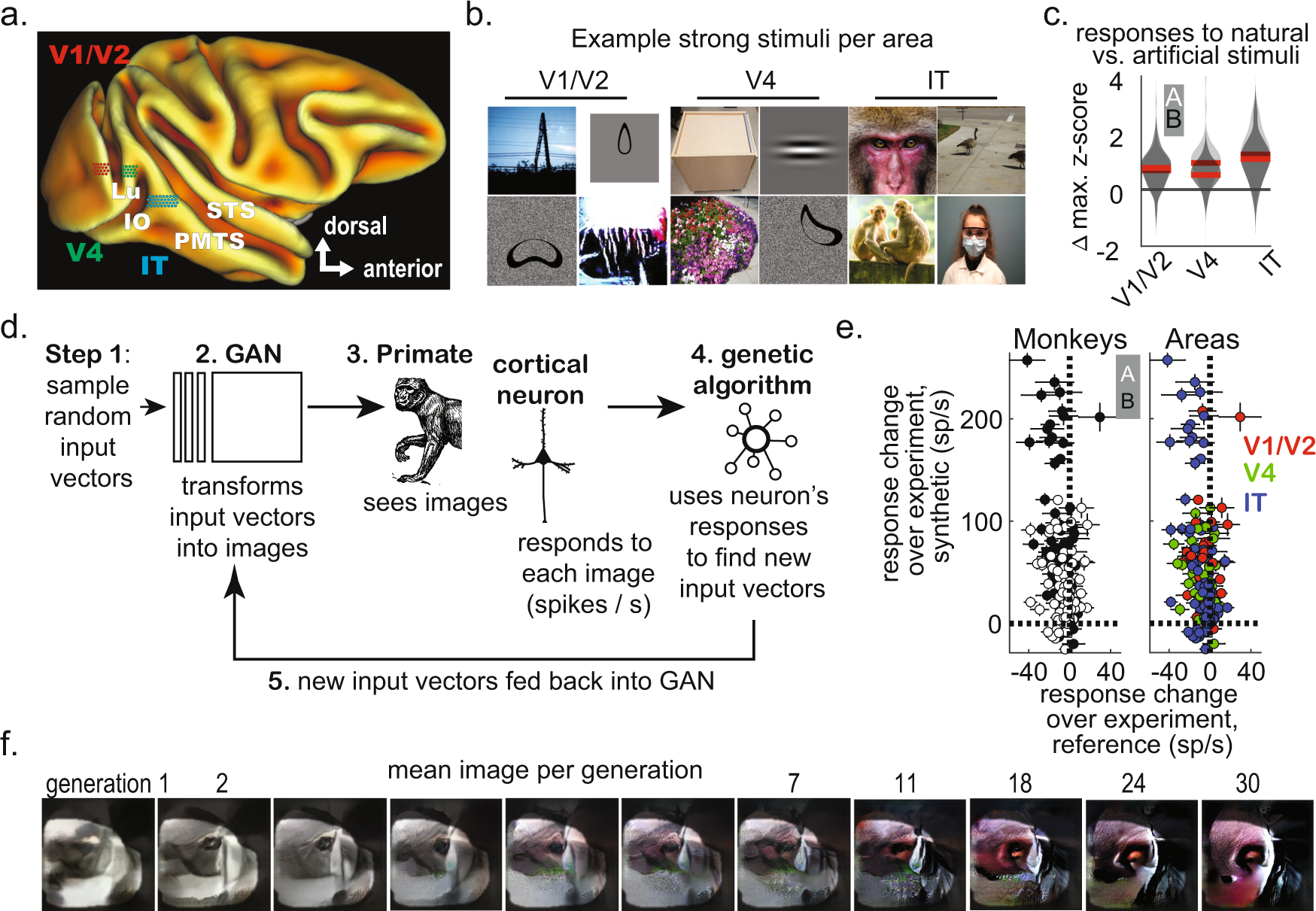 Visual prototypes in the ventral stream are attuned to complexity and gaze  behavior | Nature Communications