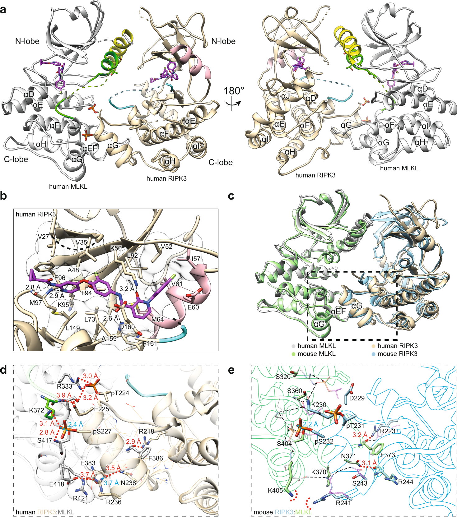 Fig. 1: The human MLKL pseudokinase domain and RIPK3 kinase domain form a face-to-face complex.