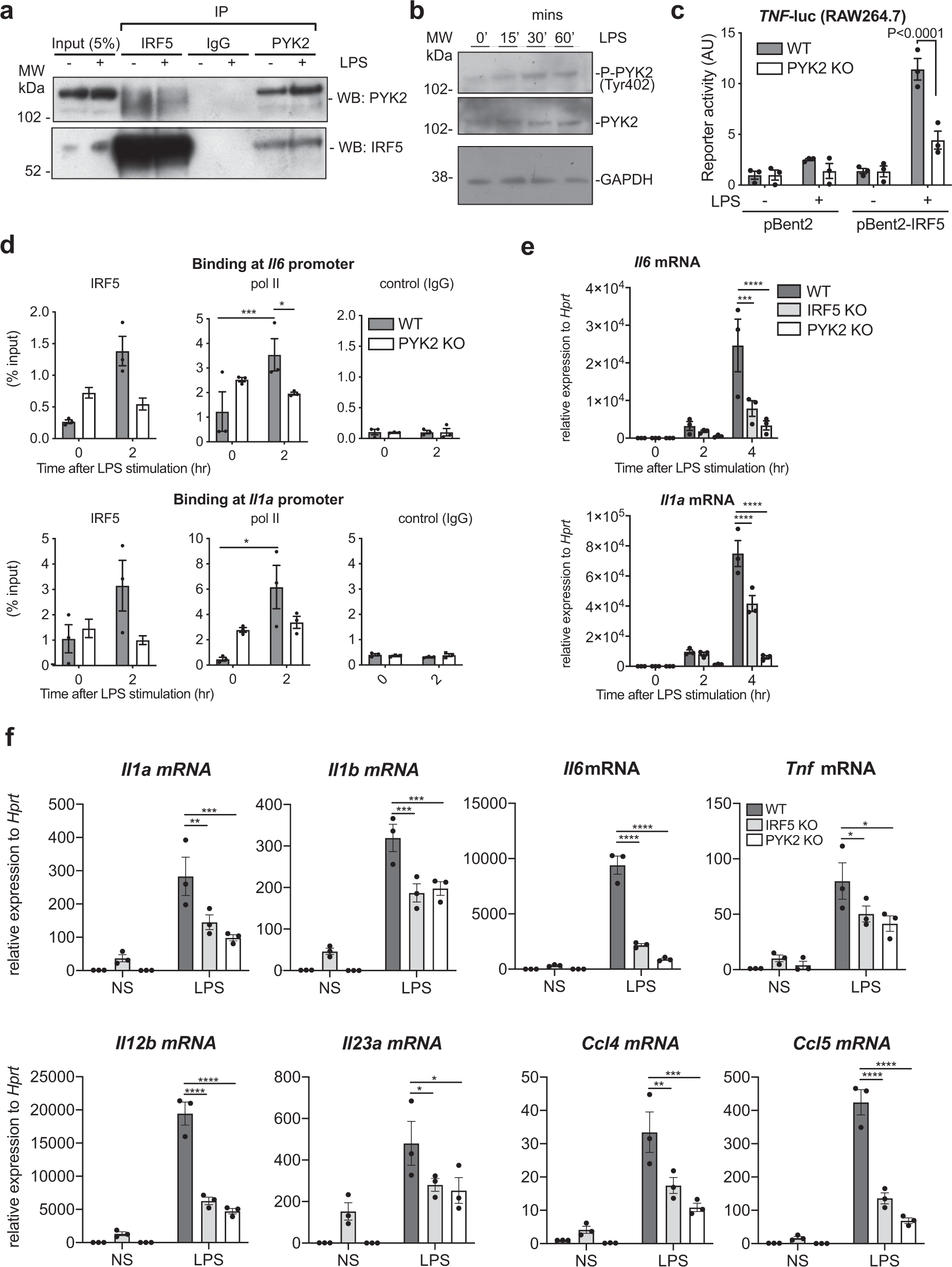 Fig. 2: PYK2 interacts with IRF5 and controls IRF5 activation.