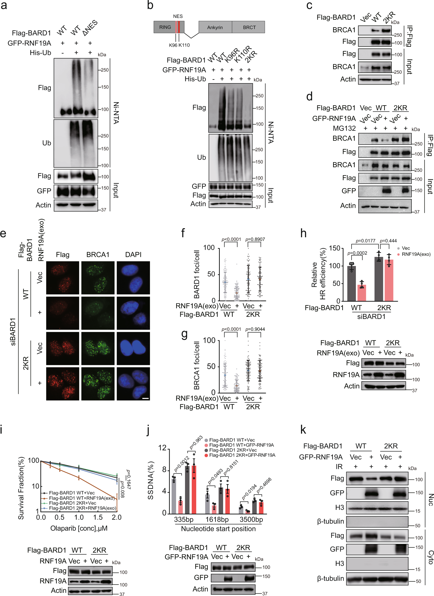Fig. 5: Ubiquitination of BARD1 by RNF19A is essential for HR regulation.