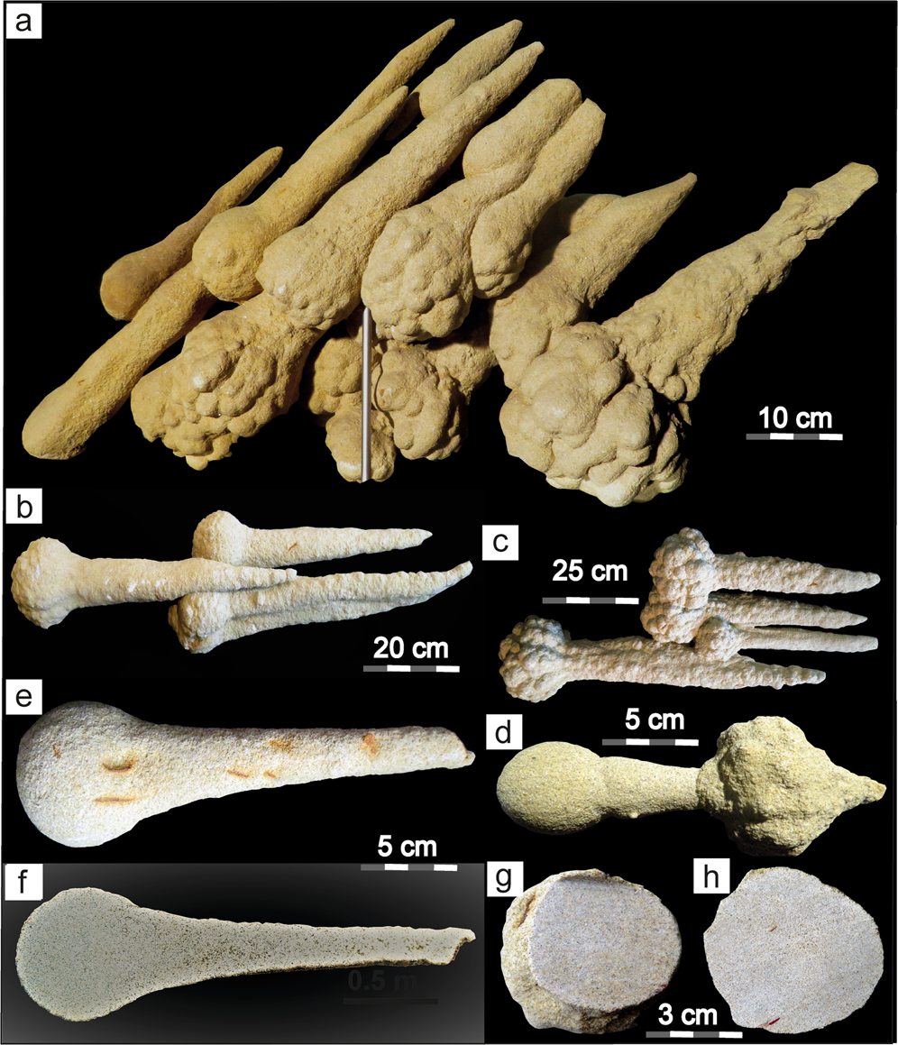 Fig. 5: Museum-quality sand spikes from the former Liebherr outcrop in Ochsenhausen.