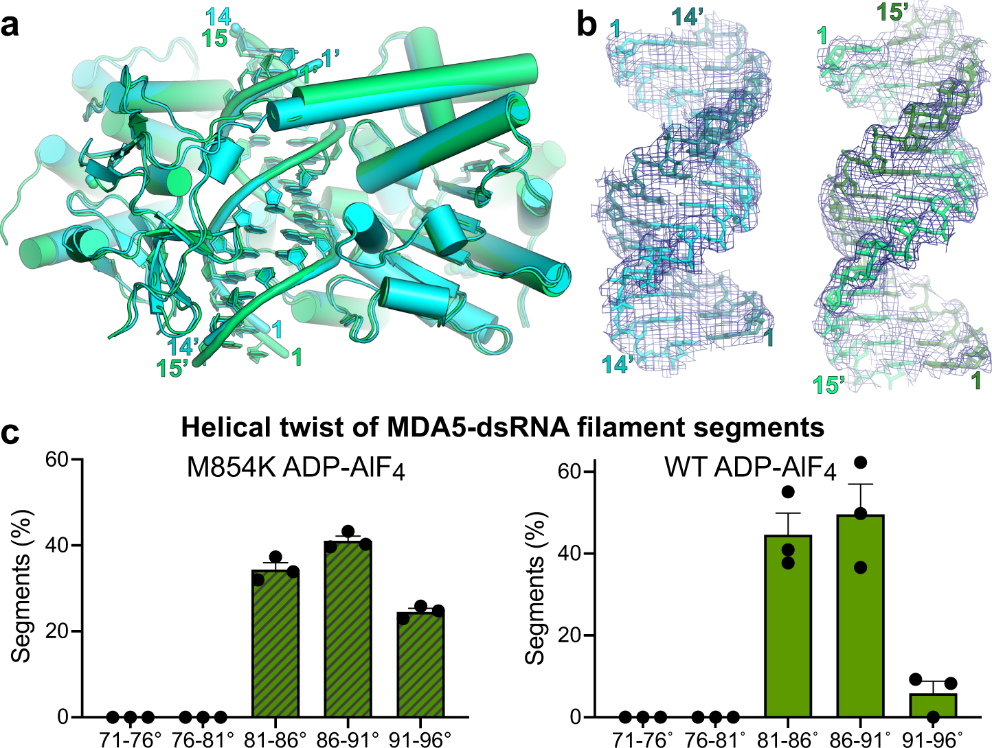 Fig. 4: CryoEM structures of ADP-AlF4-bound M854K MDA5-dsRNA filaments.