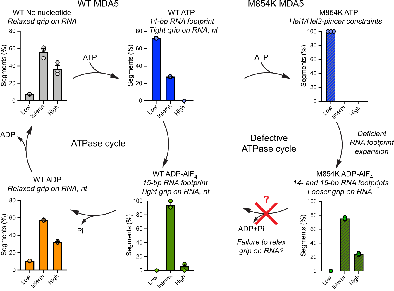 Fig. 6: Helical twist of MDA5 filaments in the ATPase cycle and proposed effect of M854K on the twist.