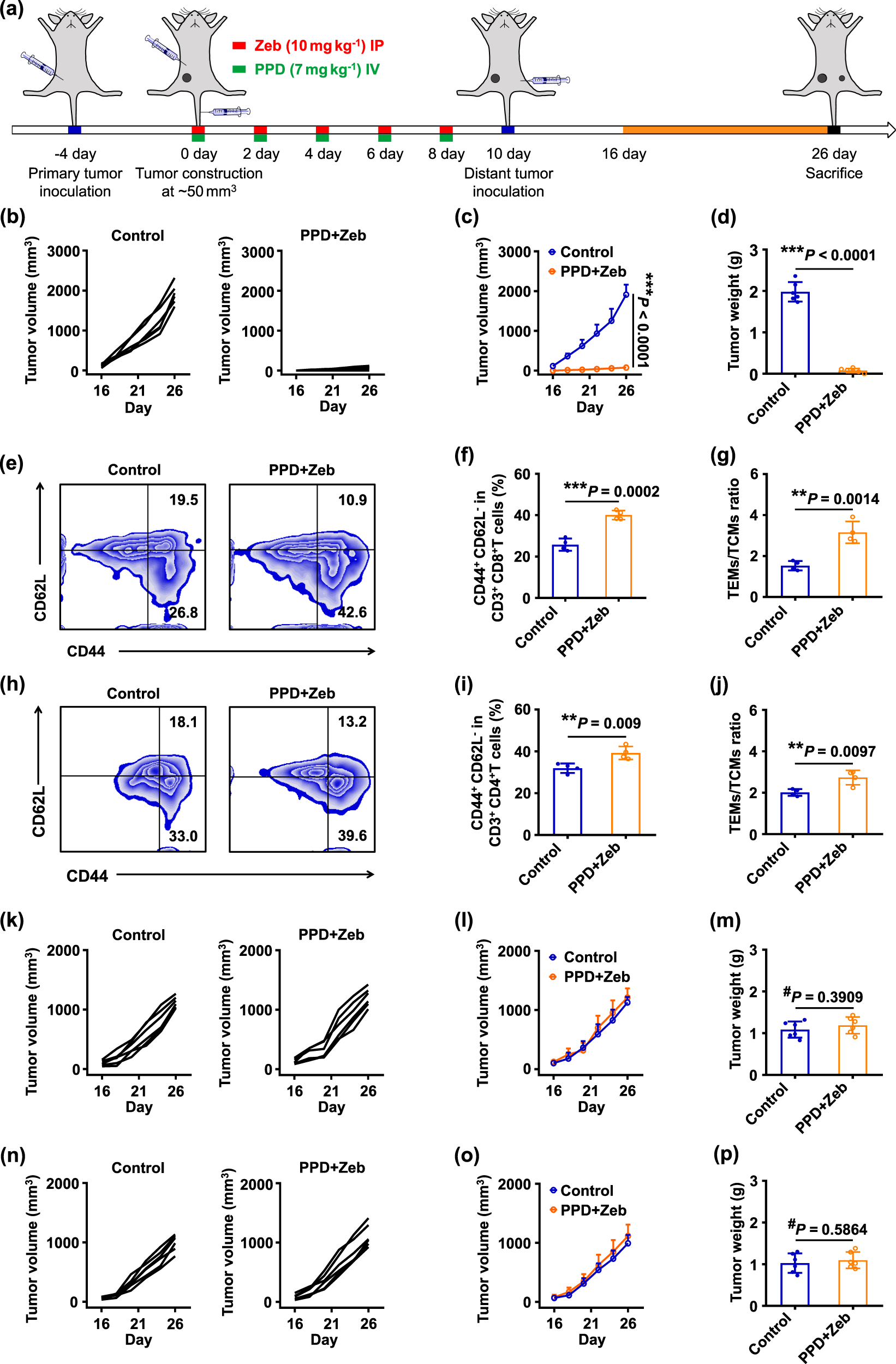 Fig. 5: PPD combined with Zeb inhibited tumour relapse and initiated tumour-specific immune memory effect.
