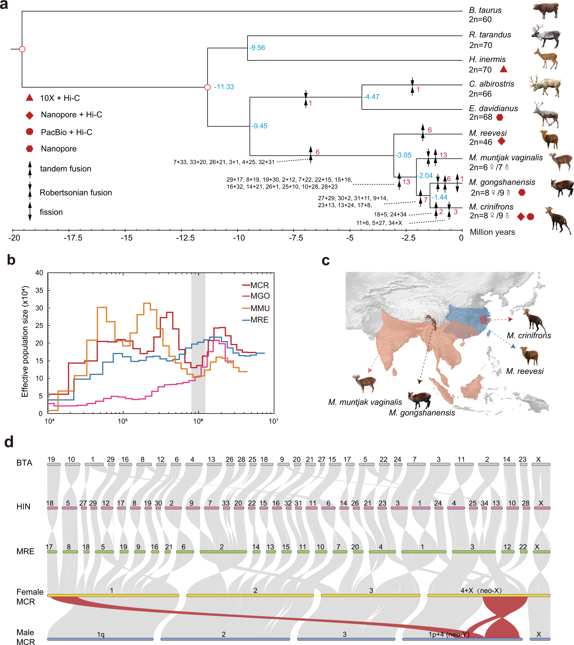 Fig. 1: Phylogeny, demographic histories, and distribution and chromosome synteny of muntjac species.