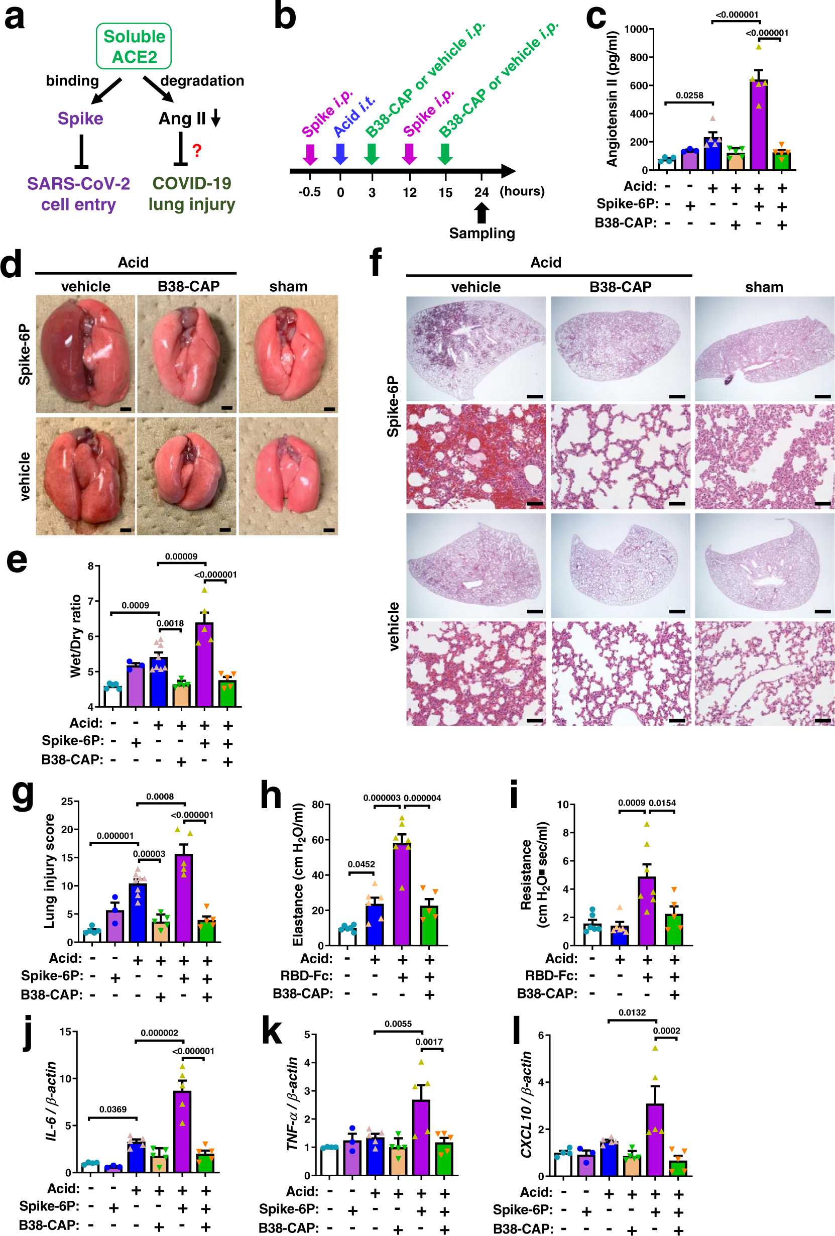 Fig. 3: Suppression of SARS-CoV-2 Spike-induced lung injury by B38-CAP.
