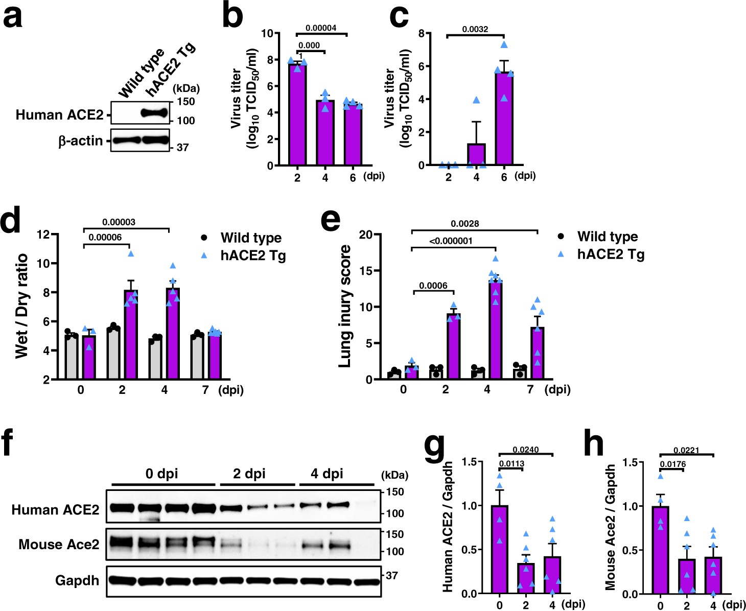 Fig. 5: SARS-CoV-2-induced lung injury and ACE2 downregulation in hACE2 Tg mice.