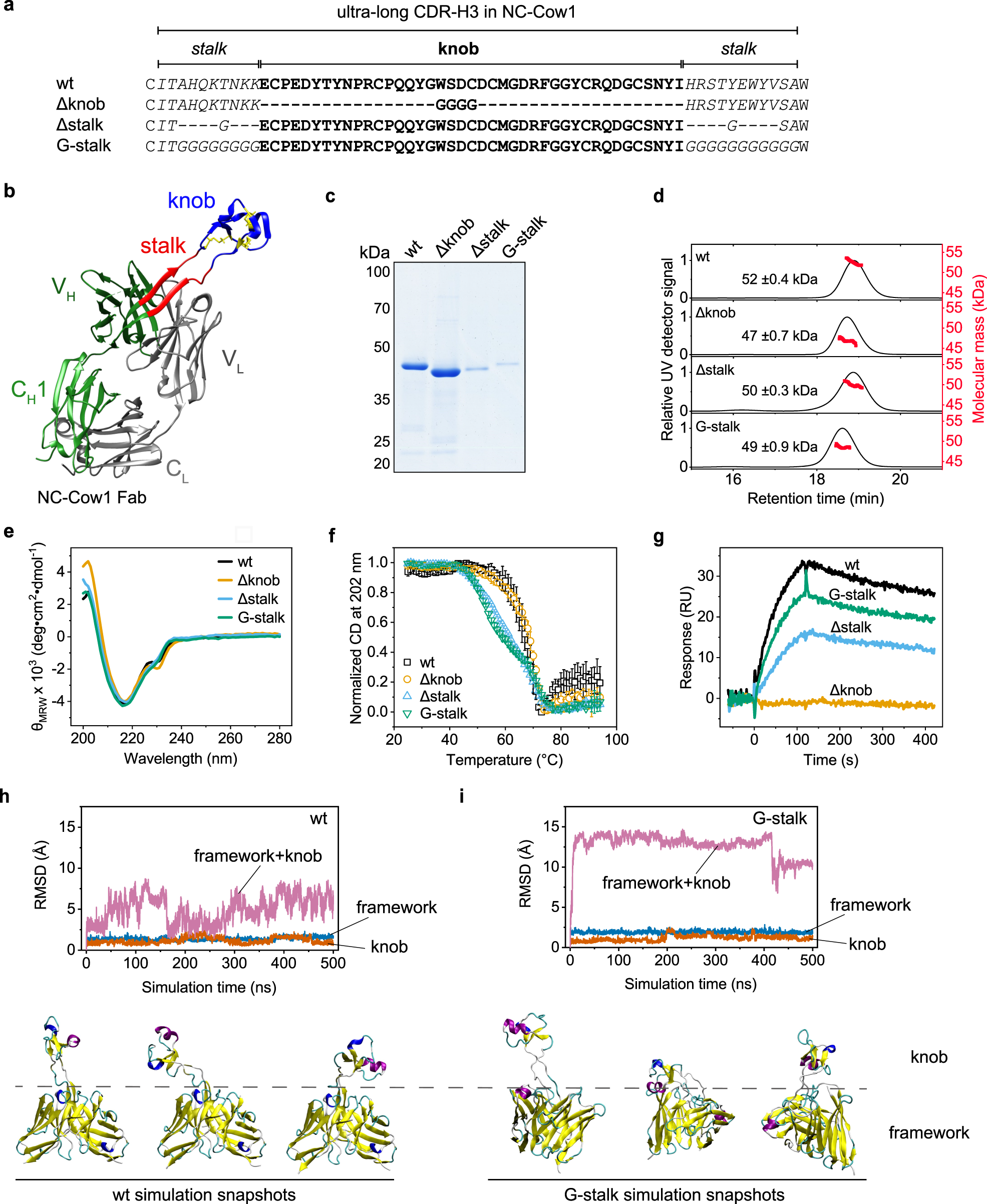Fig. 1: Importance of the stalk and knob in the ultra-long CDR-H3.