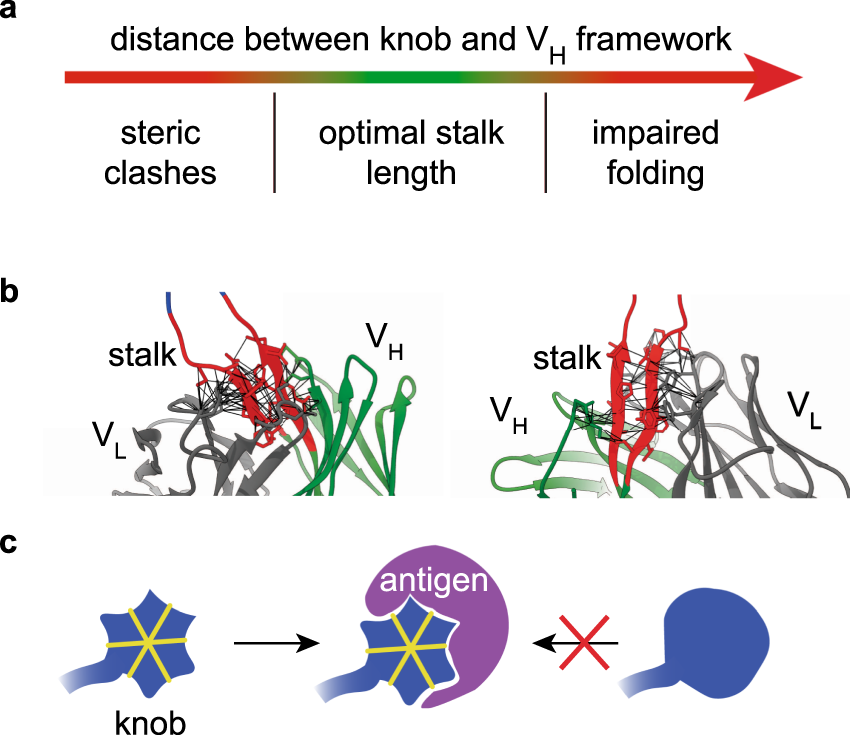 Fig. 5: Principles learned from bovine antibodies with ultra-long CDRs.