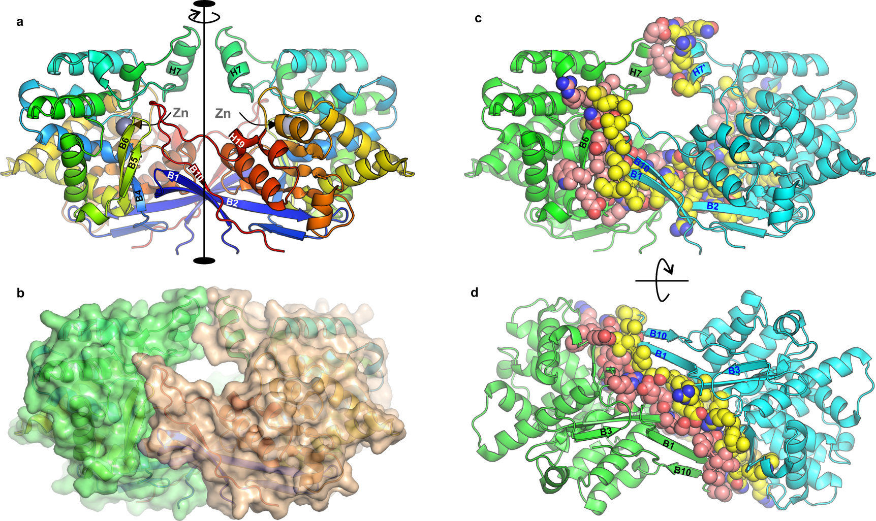 Fig. 2: The dimeric assembly of ReAV.