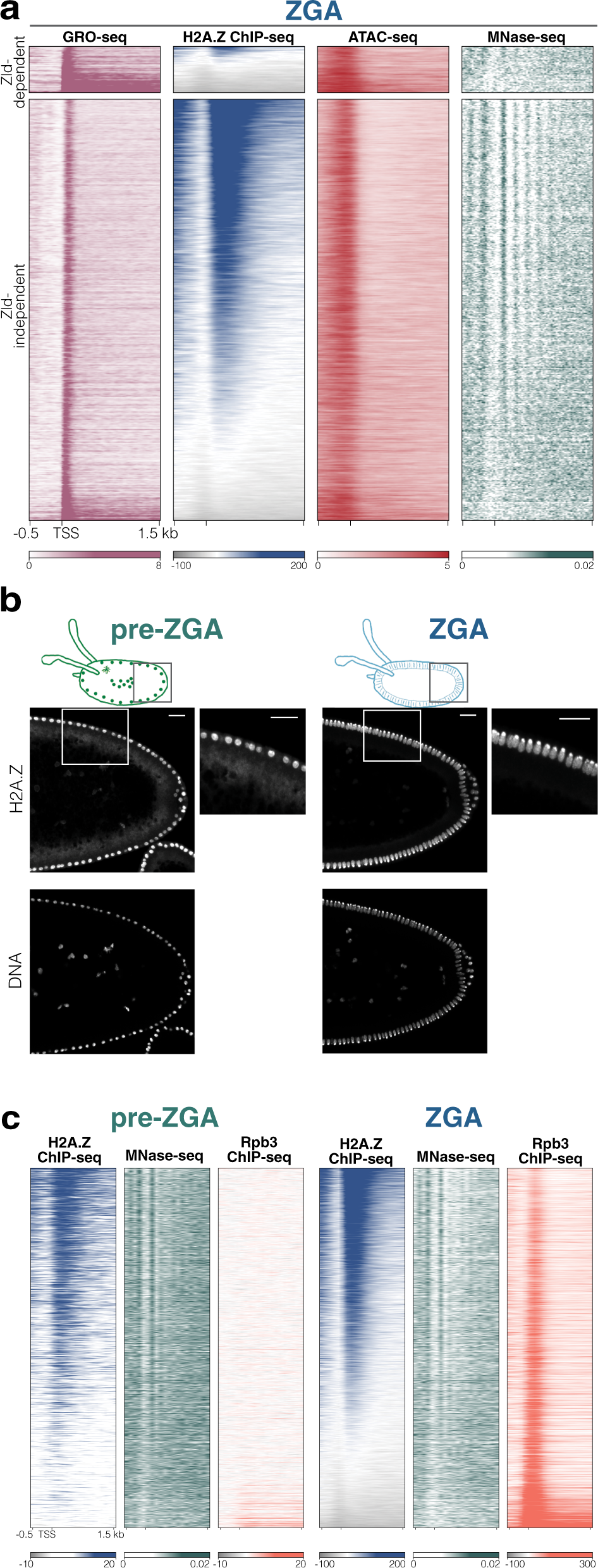 Histone variant H2A.Z regulates zygotic genome activation | Nature  Communications